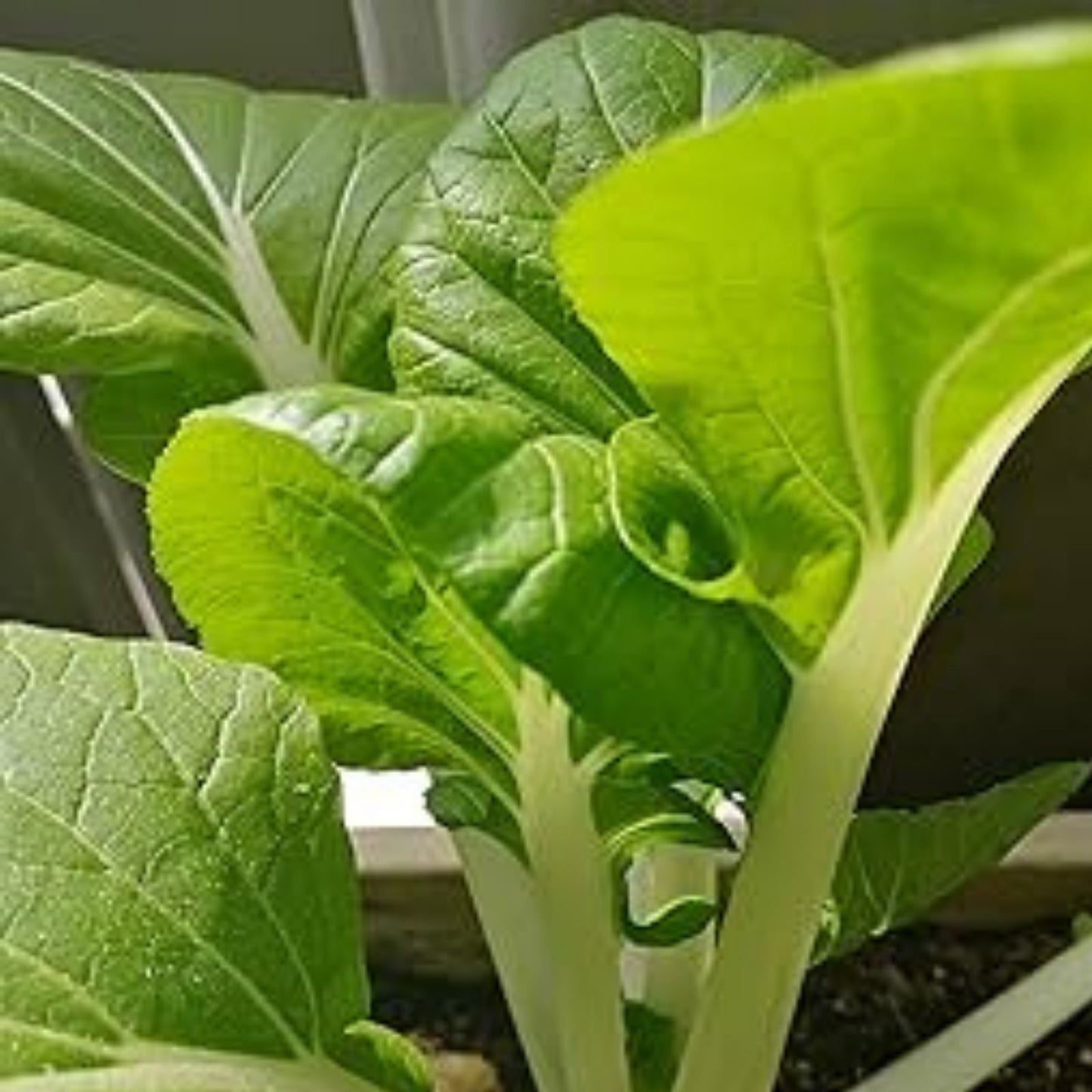 Joi Choi F1 Hybrid Pak Choi Seeds – 100 Seeds, Chinese Cabbage, Brassica rapa subsp. chinensis, Organic Vegetable Seeds