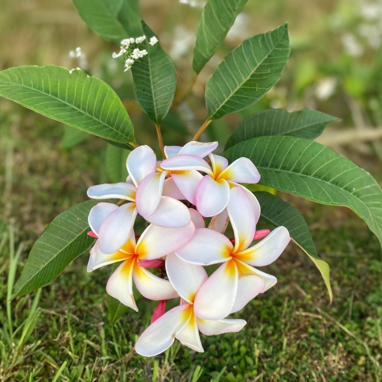 Rooted Plumeria Plant Cutting 17” Wildfire Frangipani - Tropical Flowering Plant, Fragrant, Easy to Grow, Scientific Name: Plumeria rubra