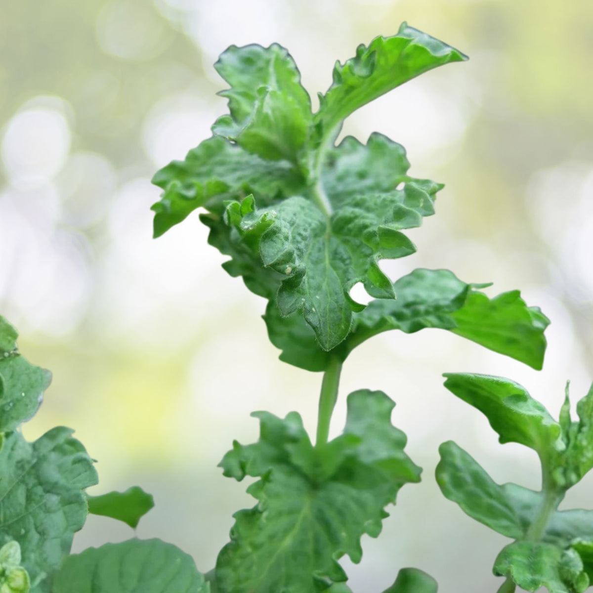 Mint Plant 6 Roots Organic Mojito Mentha Villosa نعنع شتل