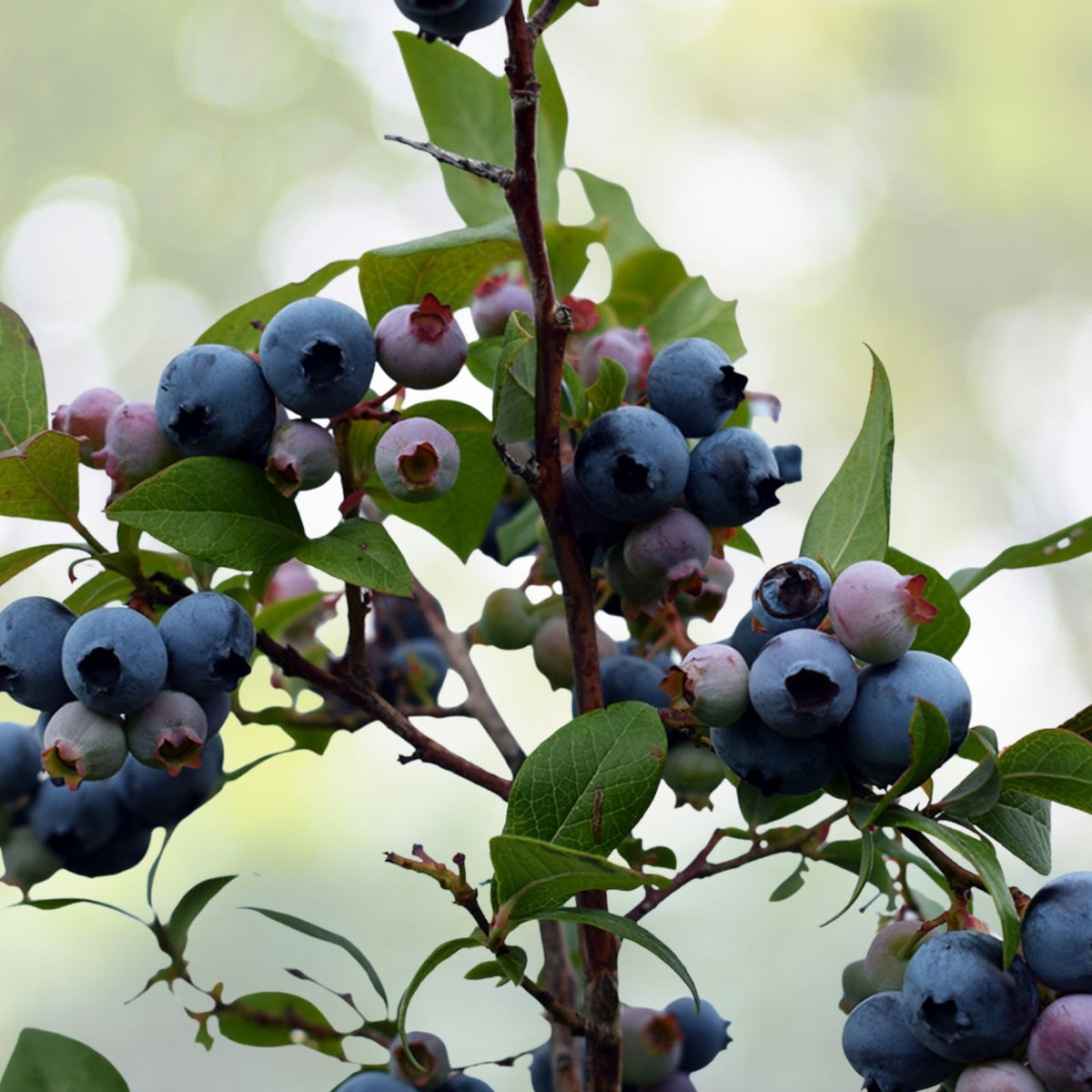 Blueberry Plants - 29+ Disease-Free Varieties - State Lab Tested - Vaccinium corymbosum