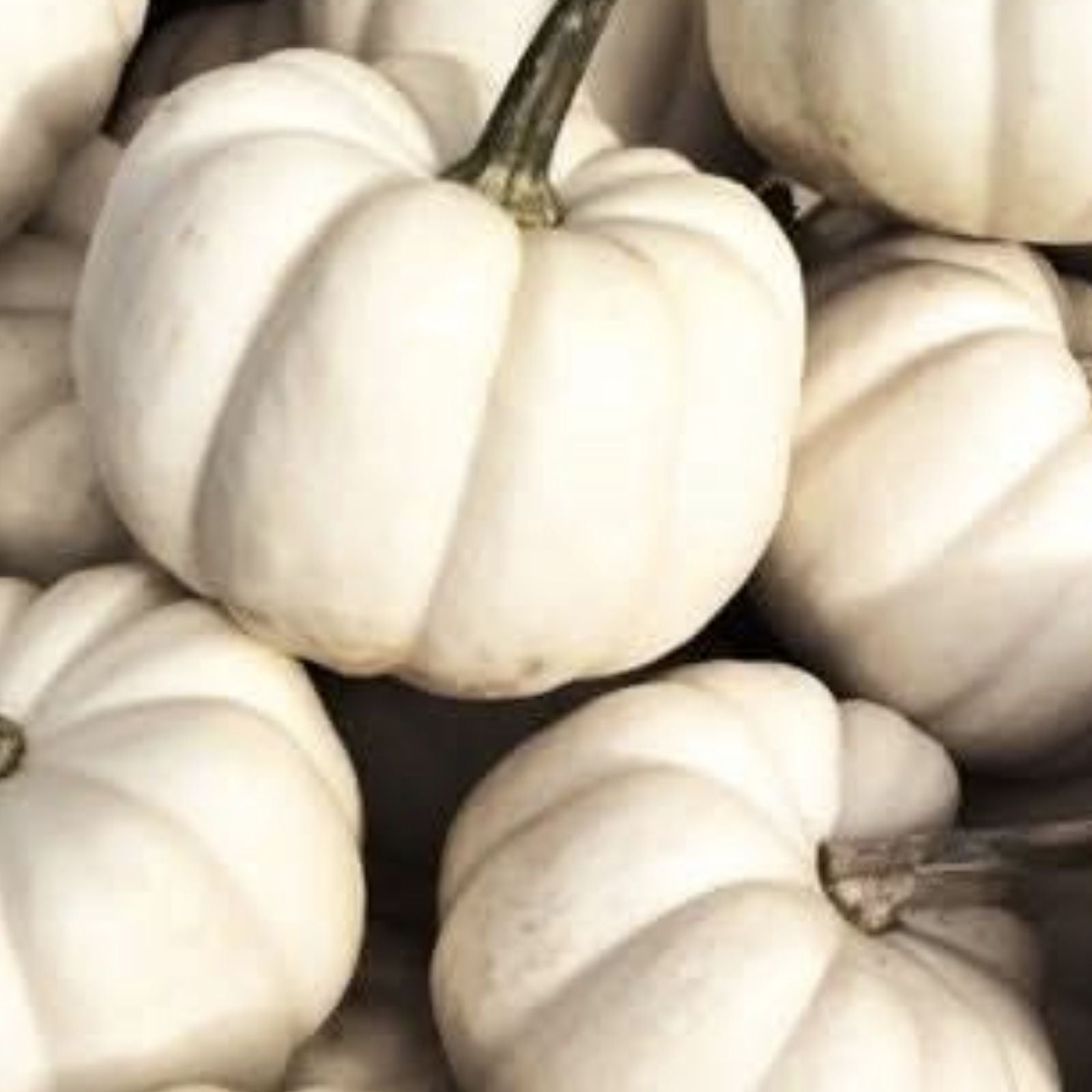 Organic Baby Boo Pumpkin Seeds 10 Count Heirloom Variety Cucurbita pepo USA Grown