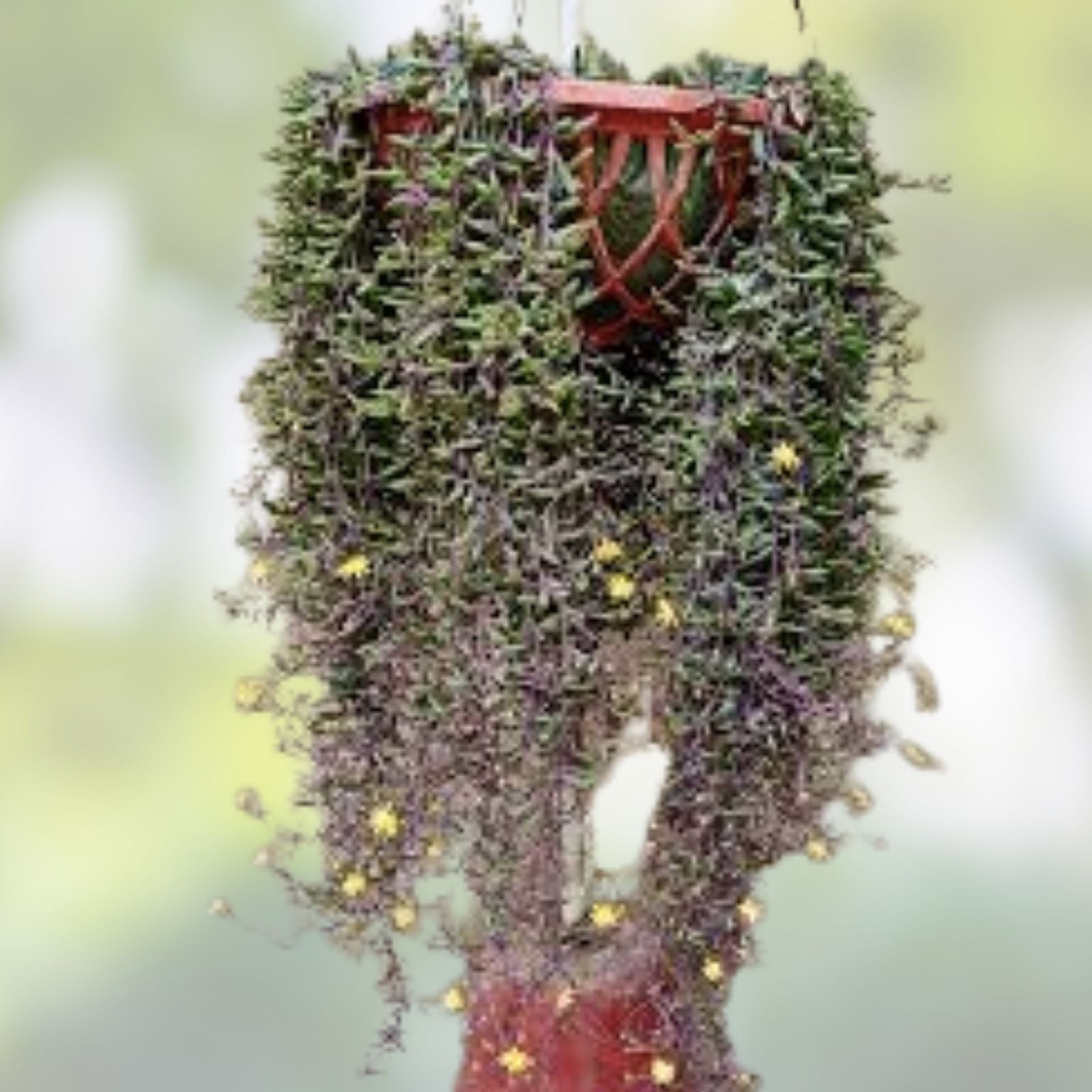 Othonna capensis Ruby Necklace Succulent Cuttings 15 Pieces - Colorful, Unique Succulents for Plant Lovers