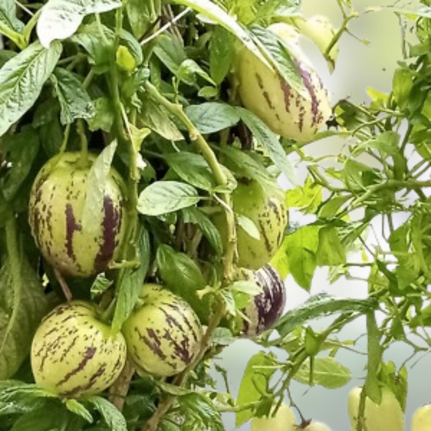 Organic Pepino Melon Plant - Golden Sweet Ginseng Fruit - Live Plant - Solanum muricatum