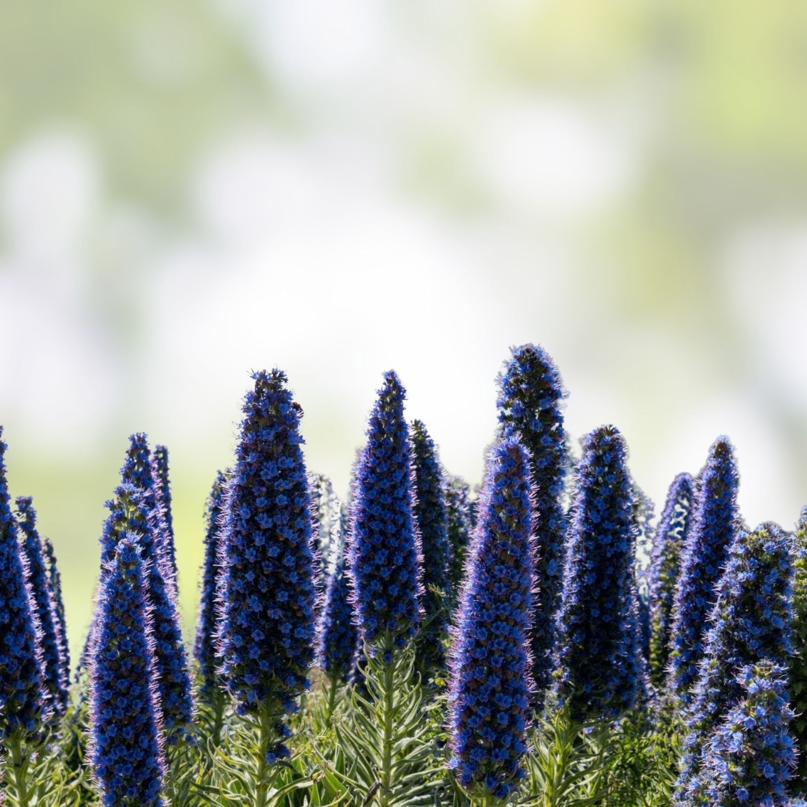 Pride of Madeira Seeds - 50 Purple Bugloss Seeds for Garden Planting, Echium fastuosum, Flower Seeds, Easy to Grow, Free Shipping