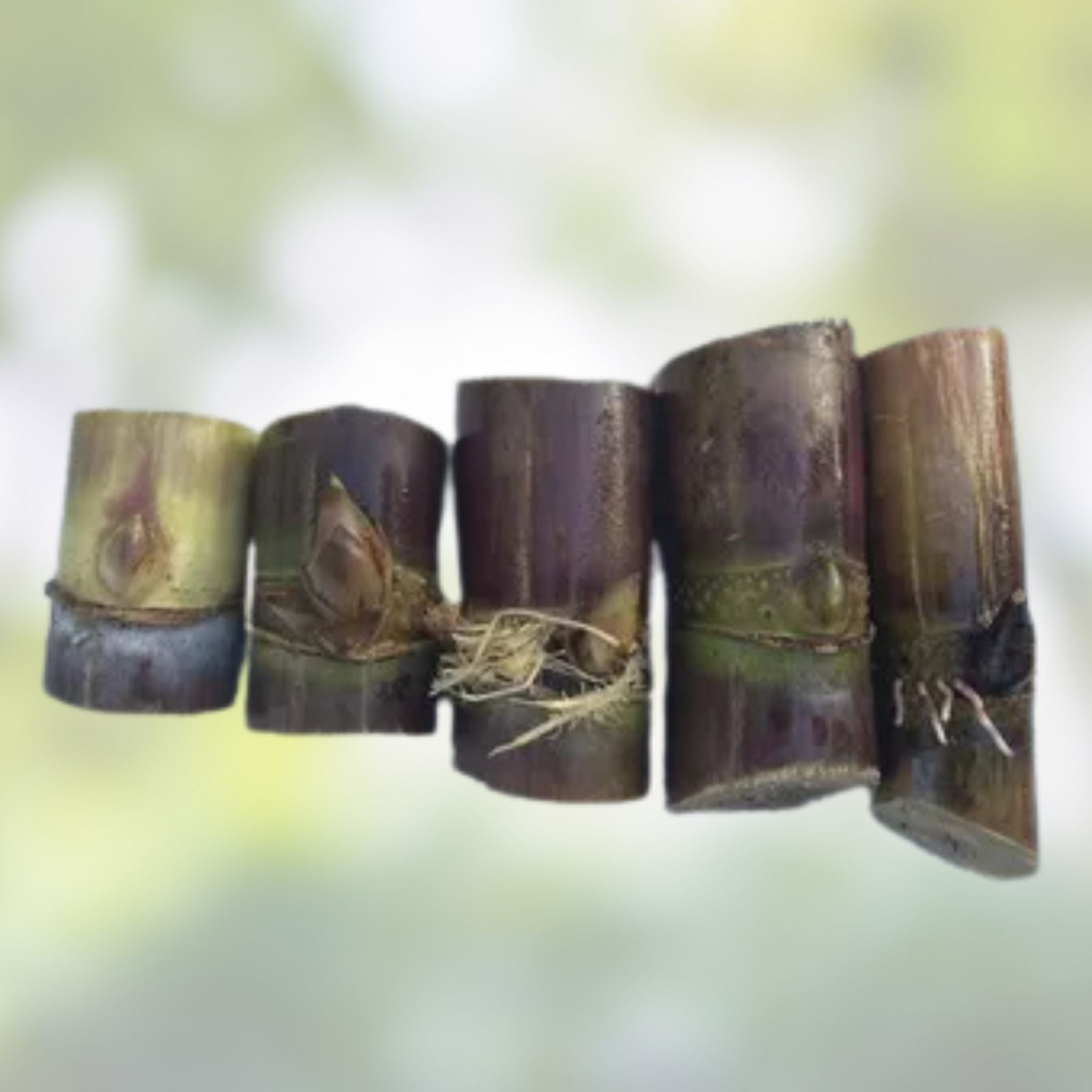 5pcs Rooted Sugarcane Cuttings | Sweet Juicy Tropical Live Plants | Saccharum officinarum