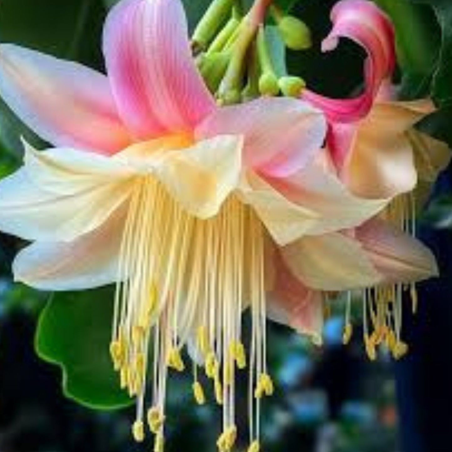 Epiphyllum Orchid Cactus Cuttings 6-Pack White Pink Crenatus Live Succulent Garden Starter