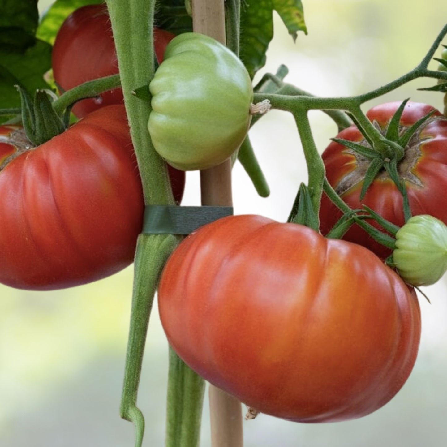 Beefsteak Tomato Seeds | Heirloom NON-GMO | Solanum lycopersicum | Fresh Vegetable Seeds for Home Gardening