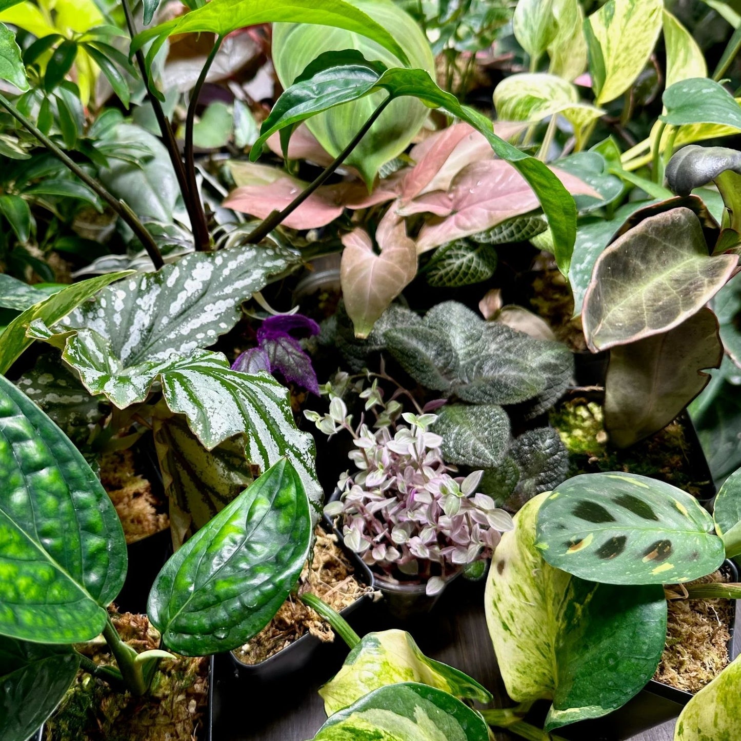 12-Pack Mystery Houseplants Box – Indoor Plants Mix with Common & Rare Varieties – Indoor Plant Collection