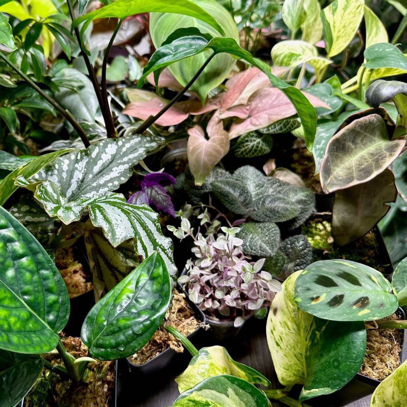 12-Pack Mystery Houseplants Box – Indoor Plants Mix with Common & Rare Varieties – Indoor Plant Collection