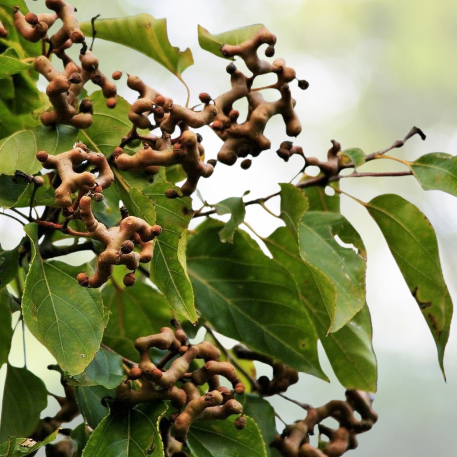 Japanese Raisin Tree Seeds - 10 Seeds - Hovenia dulcis - Hardy Fruit Tree for Garden - Free US Shipping