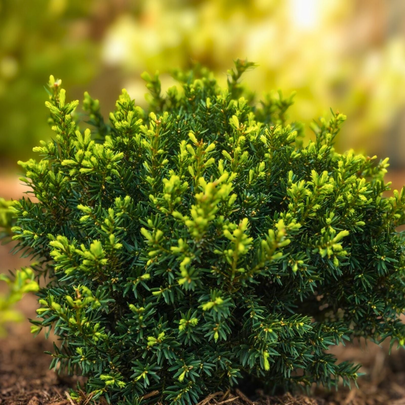 Yew Cuttings Set 12+ Dark Green Evergreen Shrub Taxus x media Live Plant for Garden Hedge Landscaping