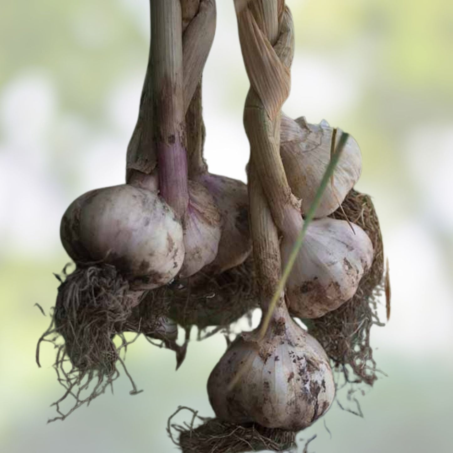 Fresh California Softneck Garlic Bulbs 6 Pack Allium sativum for Planting and Growing