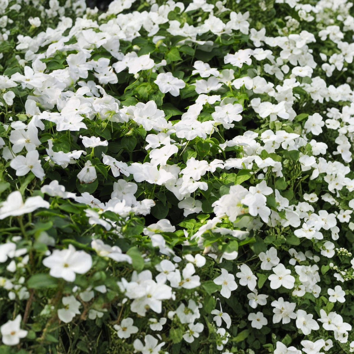 Potted Vinca Plant 4.5 in Bright White Flowers Madagascar Periwinkle Catharanthus roseus for Indoor Outdoor Garden Decor