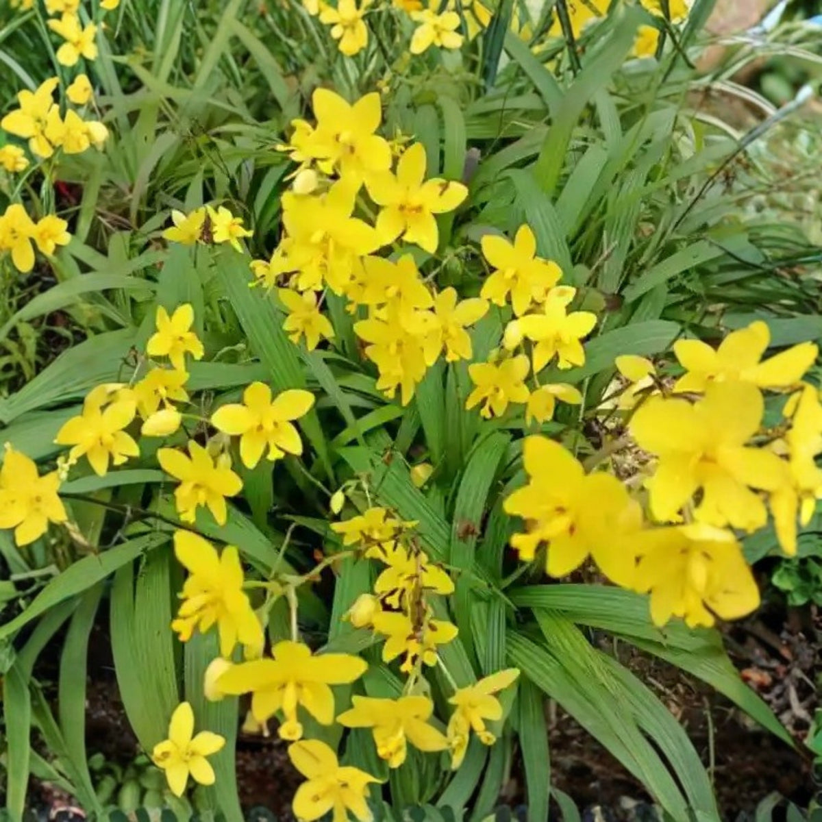 Spathoglottis plicata Ground Orchid - 6in Pot, Yellow Flowers, Easy Care Terrestrial Orchid for Home & Garden