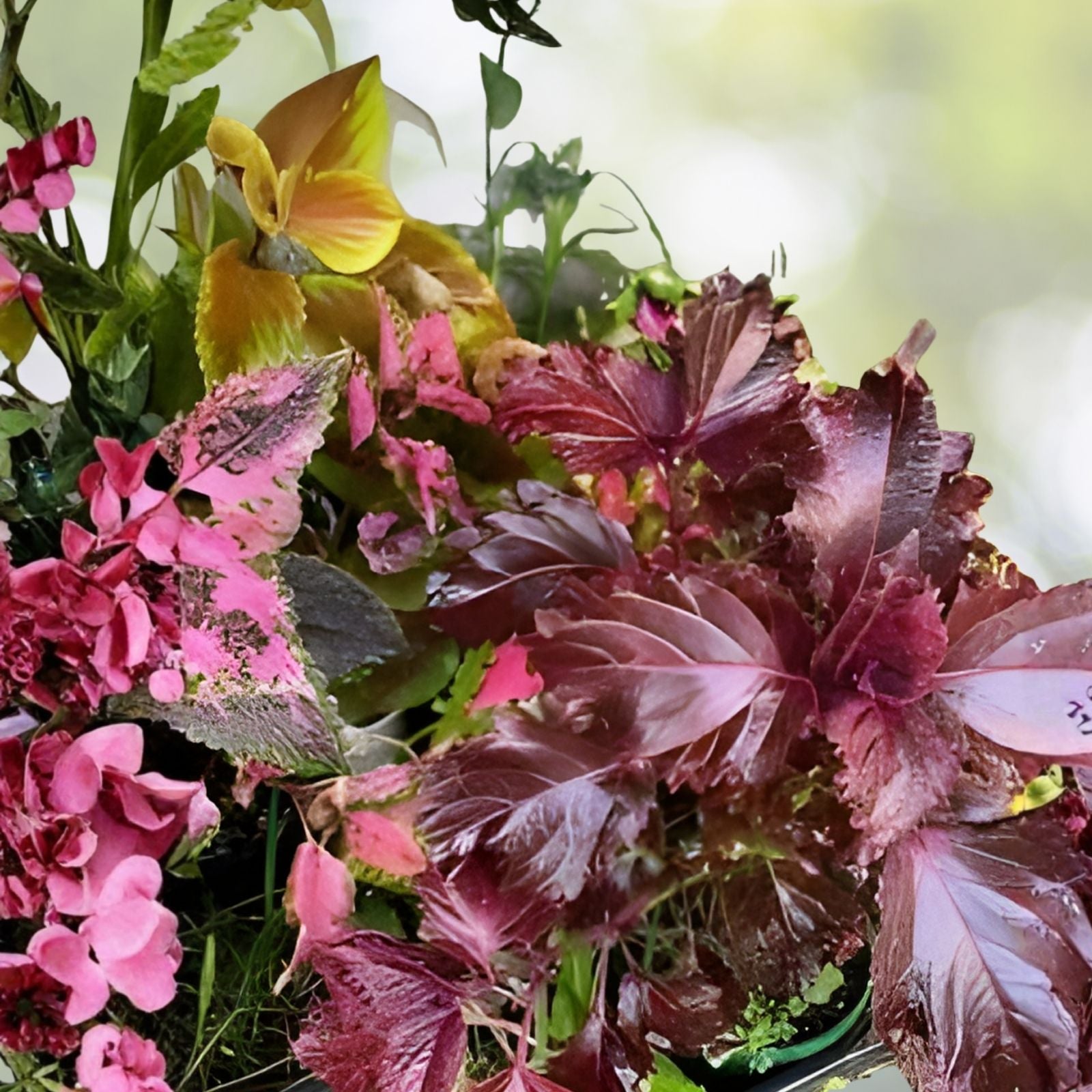 Live Rooted Coleus Cuttings - Assorted Colors, 5 Varieties - Coleus blumei, Indoor & Outdoor Garden Plant