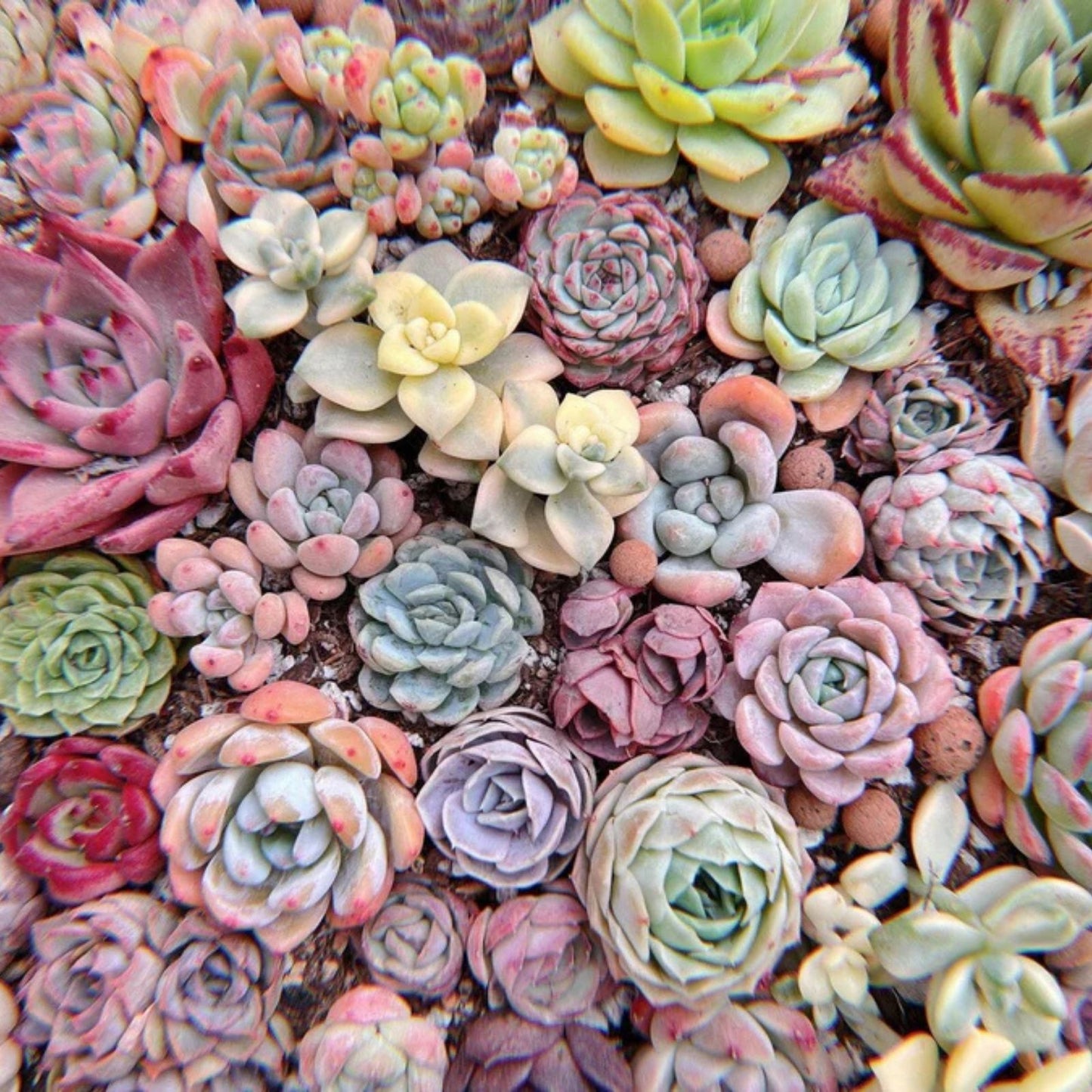 Sedum Little Missy Petite Bicolor Live Succulent Ground Cover Plant in 4" Pot, Drought Tolerant, Low Maintenance, Hardy Succulent