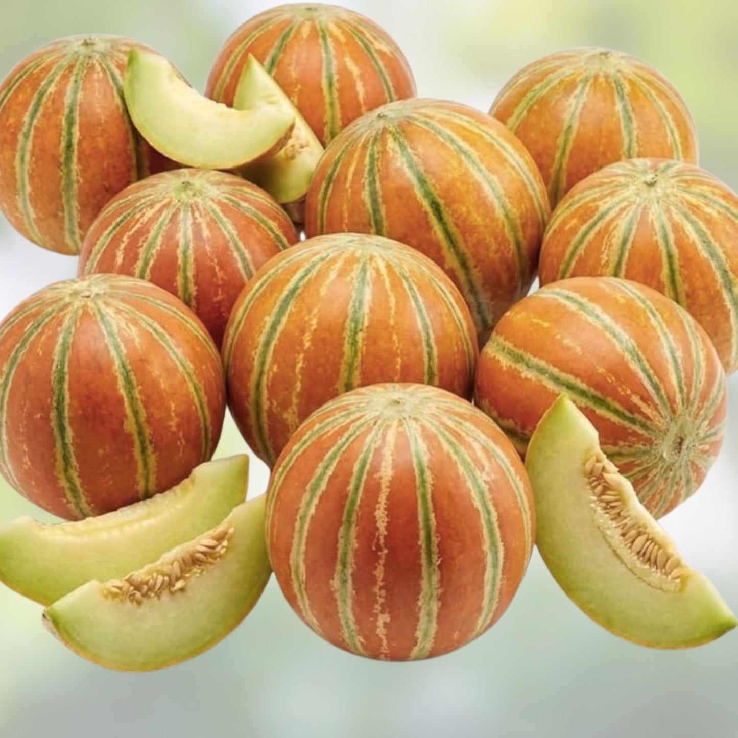 Tweety Melon Seeds, Cucumis melo, Heirloom Garden Vegetable Seeds, 10 Live Plant Cuttings, USA Grown, Iowa Shipping