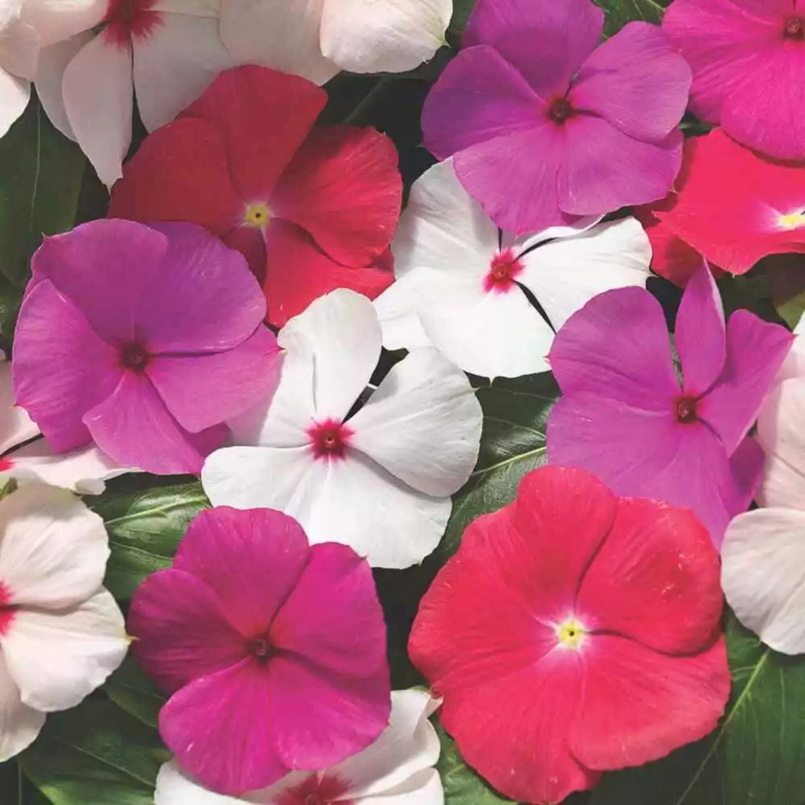 Vinca Seeds 500 Pack - Sunsplash Cherry - Catharanthus roseus Flower Seeds for Garden, Landscaping, and Containers