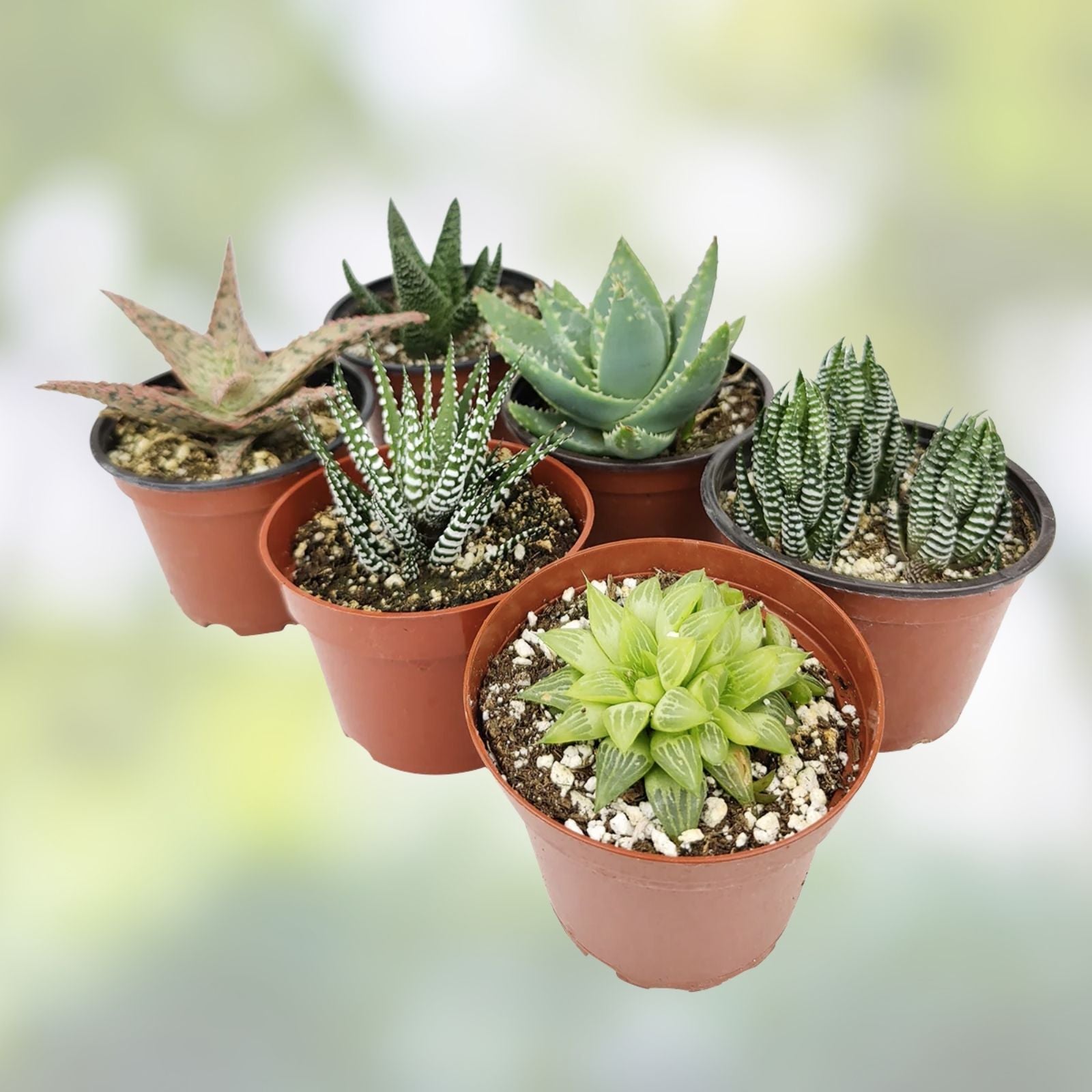 Assorted Succulent Cuttings 45 Pieces Various Sizes & Varieties Indoor Garden Plants Crassula Aloe Echeveria Free Shipping