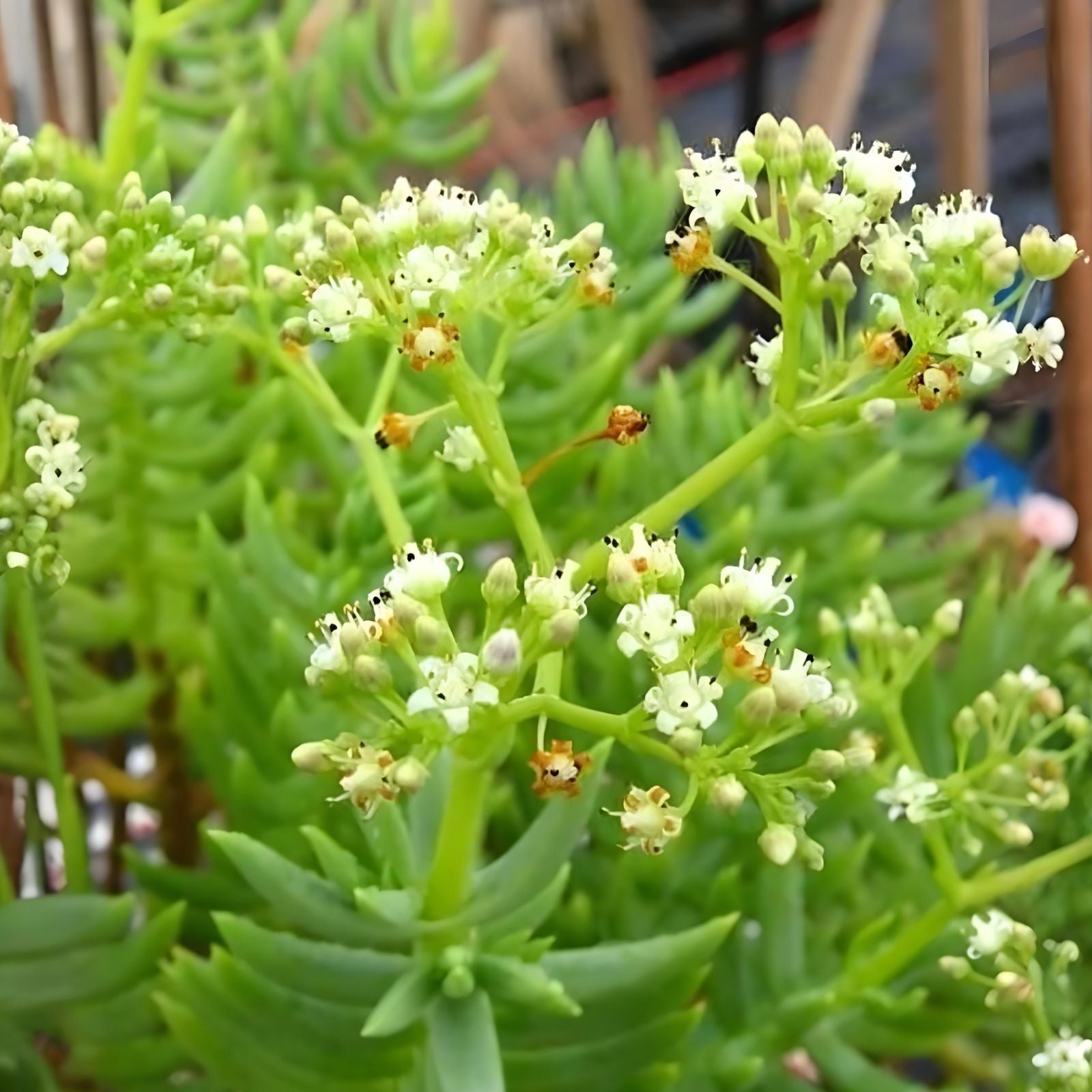 Succulent Plant 2-4" Crassula Tetragona Miniature Pine Tree Bonsai - Live Indoor Garden Decor