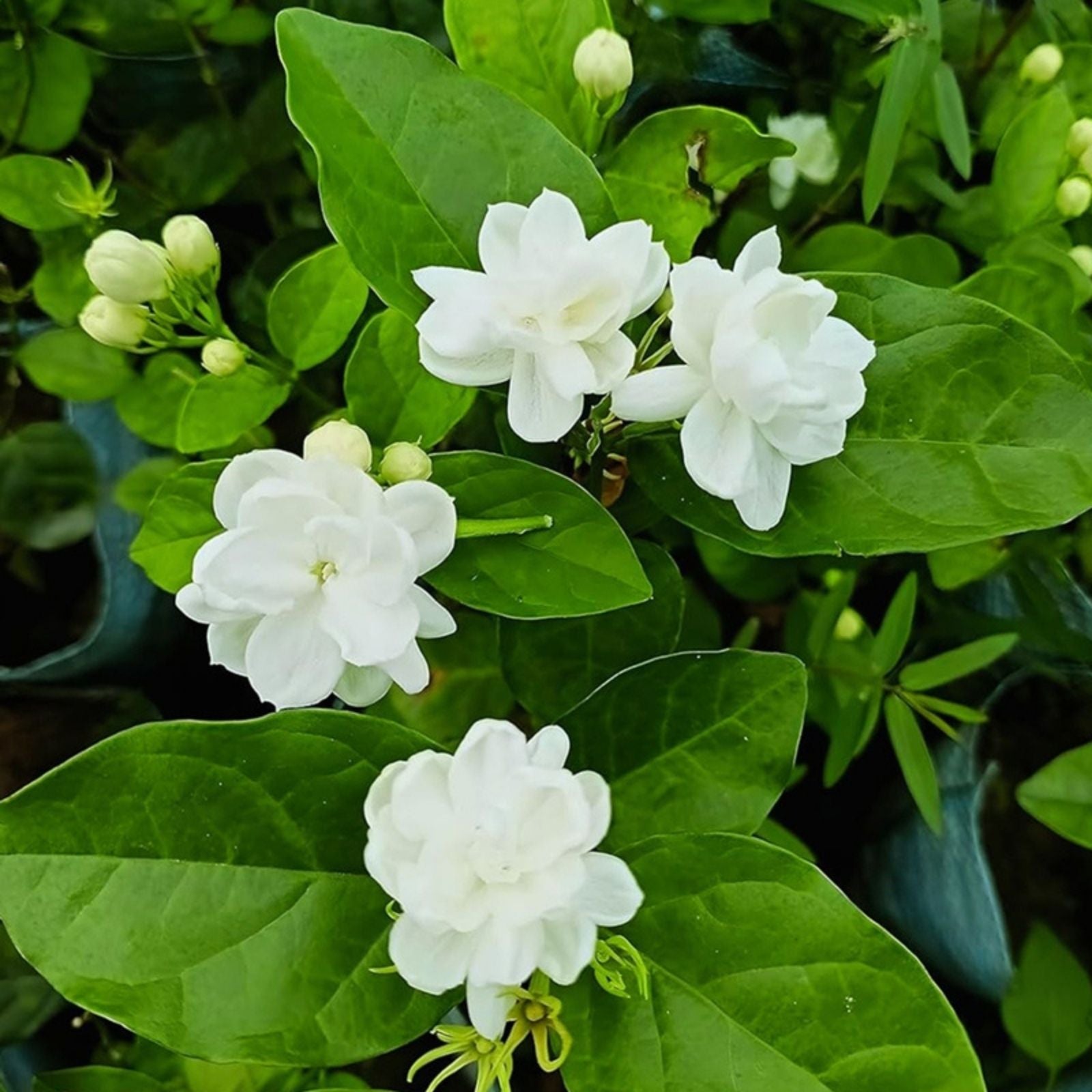 Maid of Orleans Jasmine Starter Plant - Fragrant Jasminum sambac - Rooted Indoor/Outdoor Plant