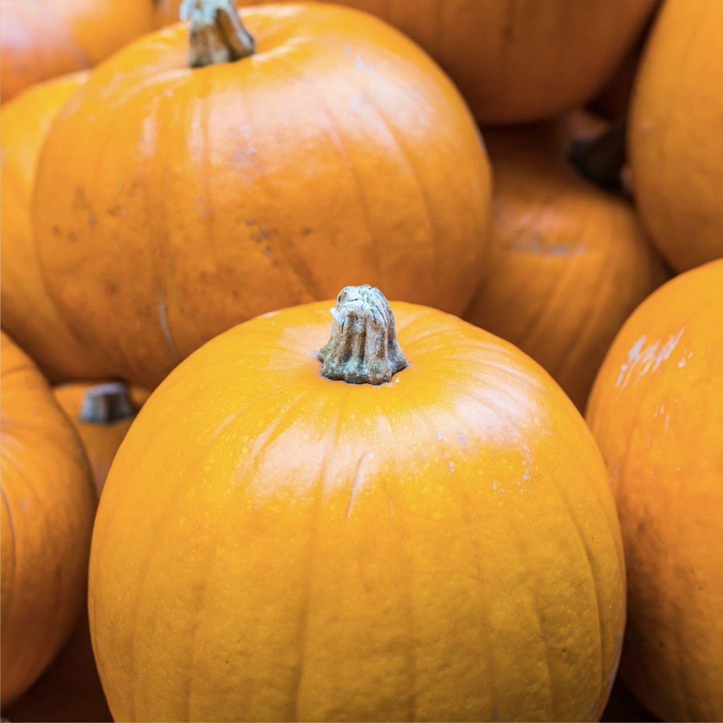 Pumpkin Patch Seeds Kit – 30 Seeds for Growing Pumpkins and Gourds (Cucurbita pepo) for Profit and Decoration