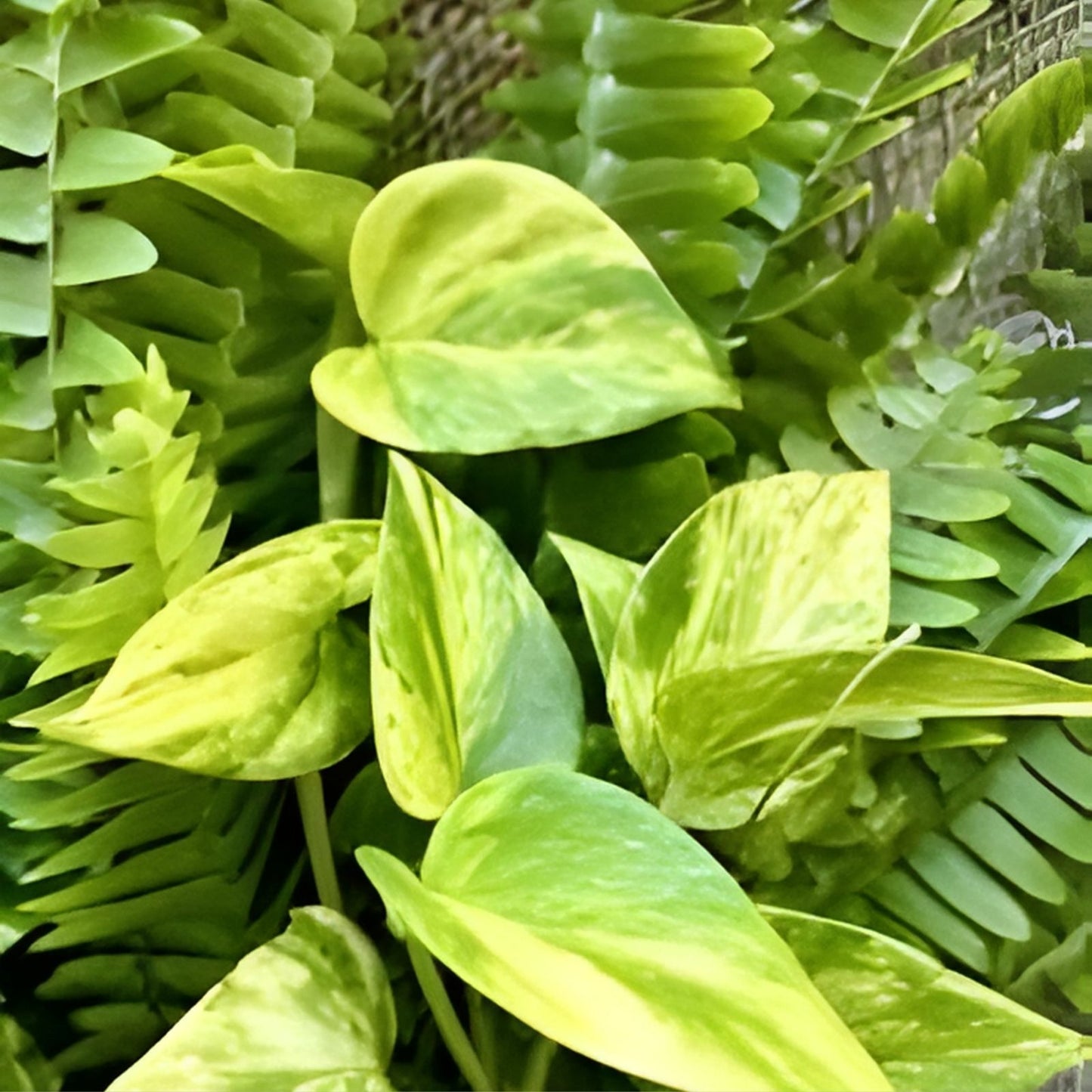 20 Rooted Indoor Houseplant Cuttings – Pothos & Ferns – Easy Care Plants – Epipremnum aureum & Various Fern Varieties
