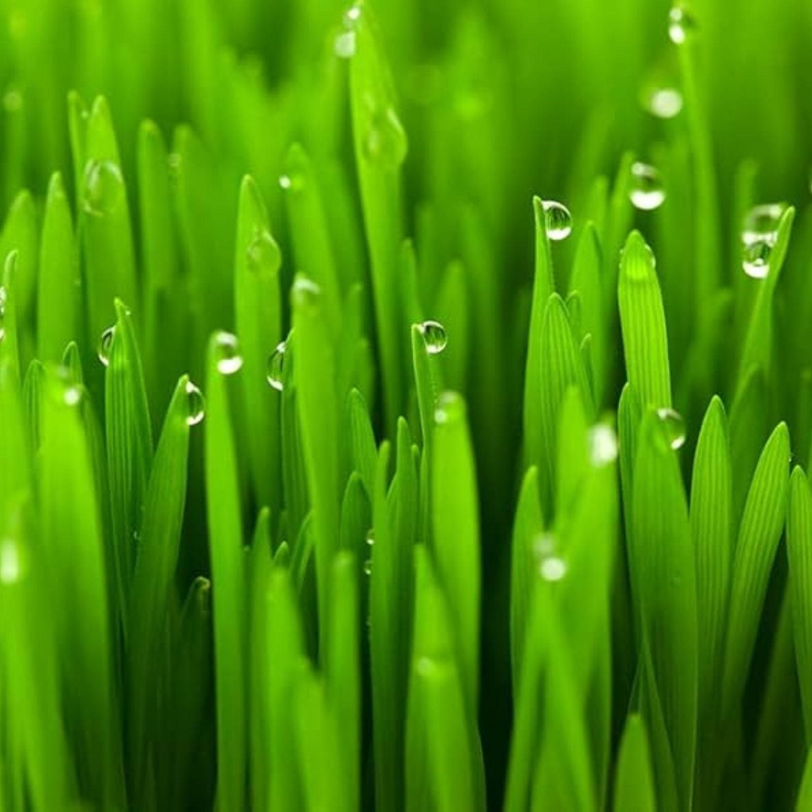Cat Grass Seeds 5 Pounds – Nutritious Pet Treat for Planting – Dactylis glomerata, Organic Cat Grass Seed Mix