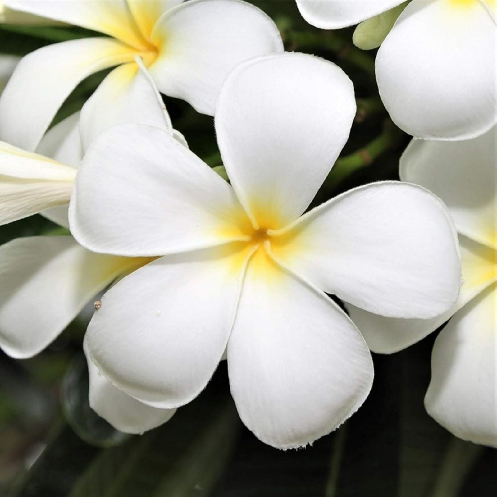 Plumeria Cutting 15-20 Inches Fresh Florida Grown Frangipani (Plumeria spp.) - Tropical Flowering Plant for Garden and Patio