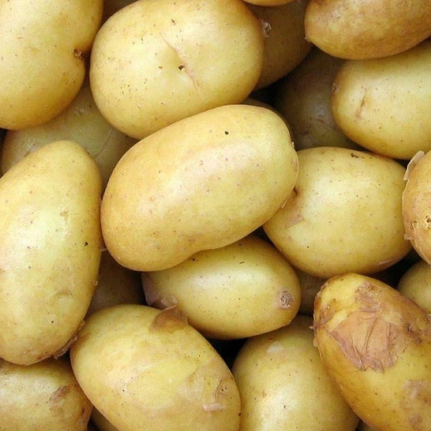 Yukon Gold Seed Potatoes 3 lb – Yellow Skin, Creamy Flesh, Early Variety, Solanum tuberosum