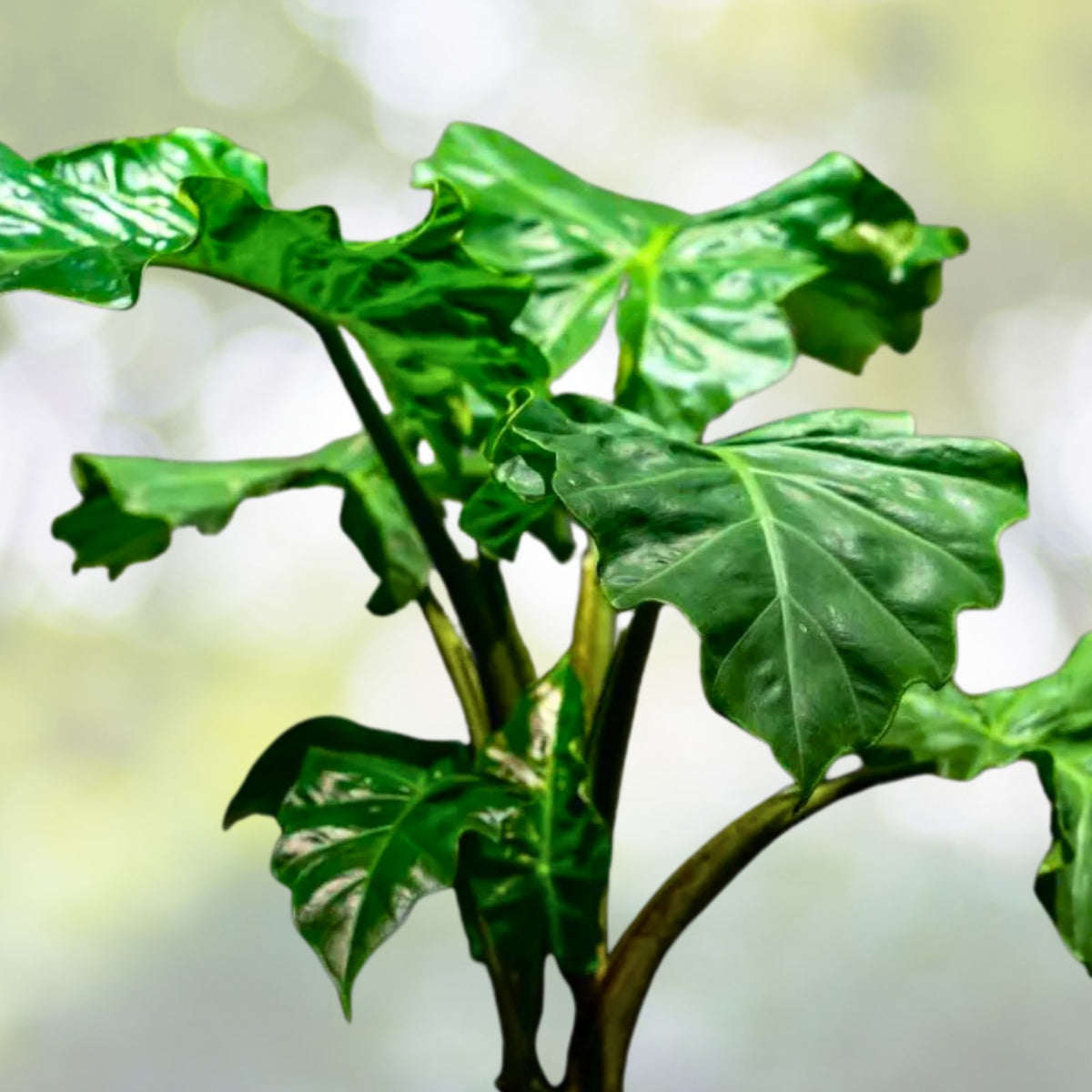 Alocasia Low Rider 6" Pot | Tropical Houseplant | Easy Care Indoor Plant | Alocasia spp.