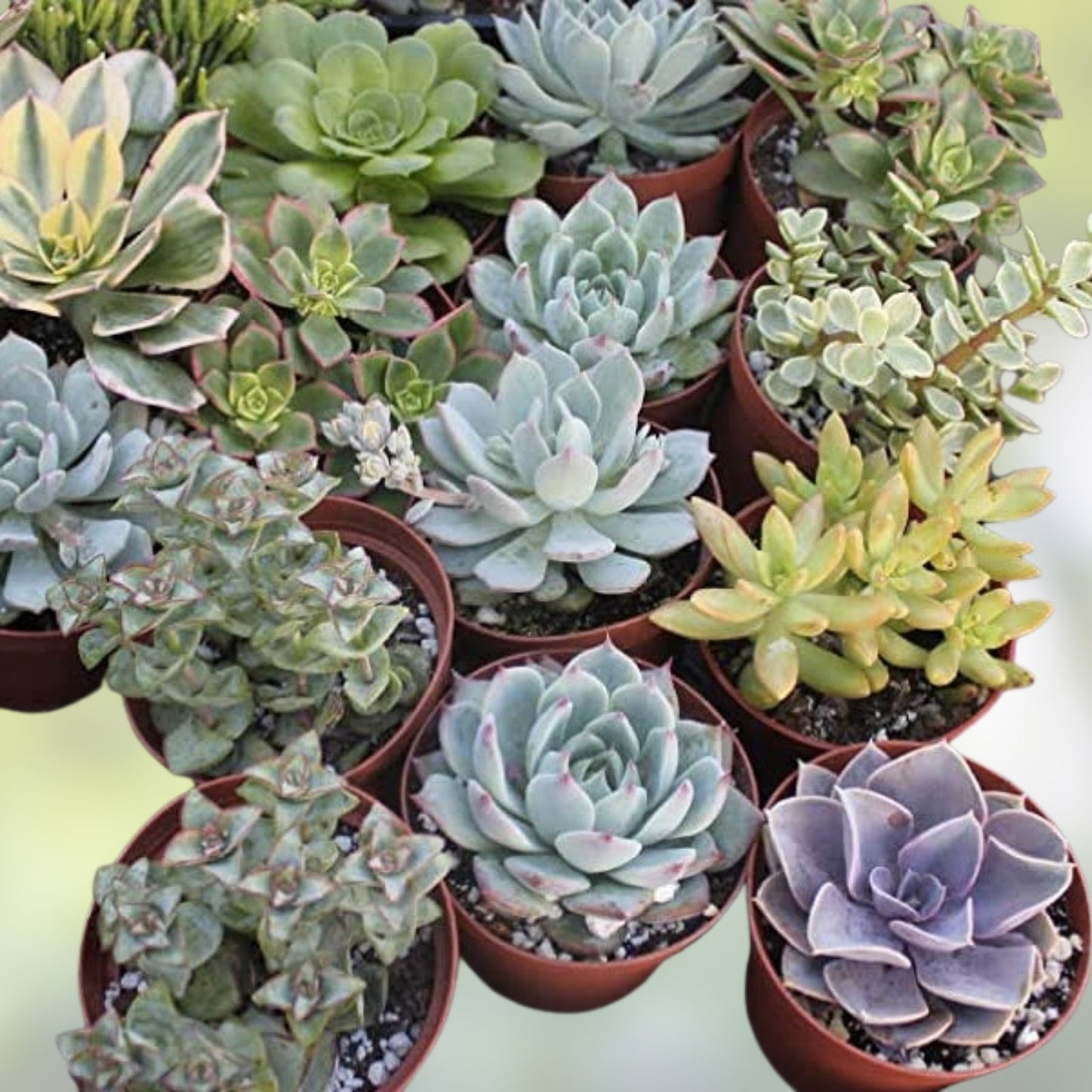 Assorted Succulent Cuttings 35 Pieces - Over 50 Varieties for Planting and Arranging - Live Succulent Plants Collection