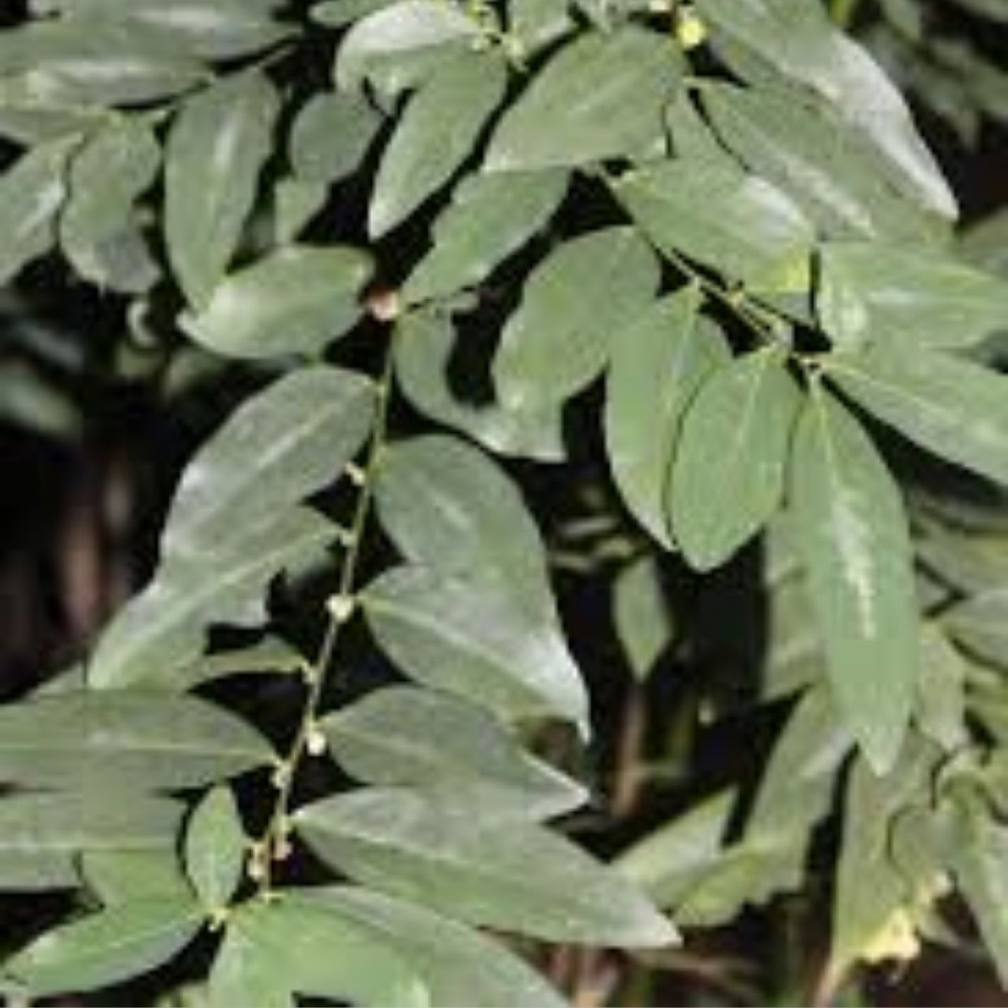 Katuk Cuttings 15 Asparagus Sweet Leaf Plants Sauropus Androgynus Edible Spinach Alternative