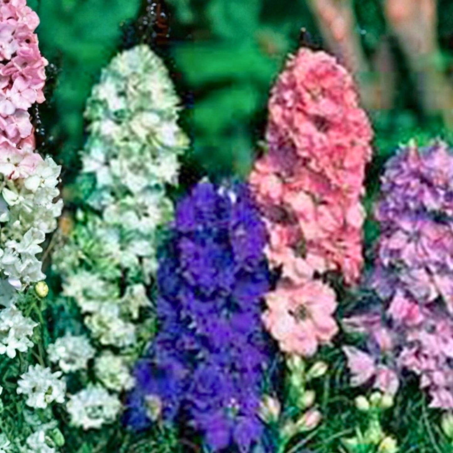 Giant Imperial Larkspur Seeds - 100+ Cut Flower Seeds - Delphinium ajacis - Bright Blue, Easy to Grow, Garden Flower Seeds