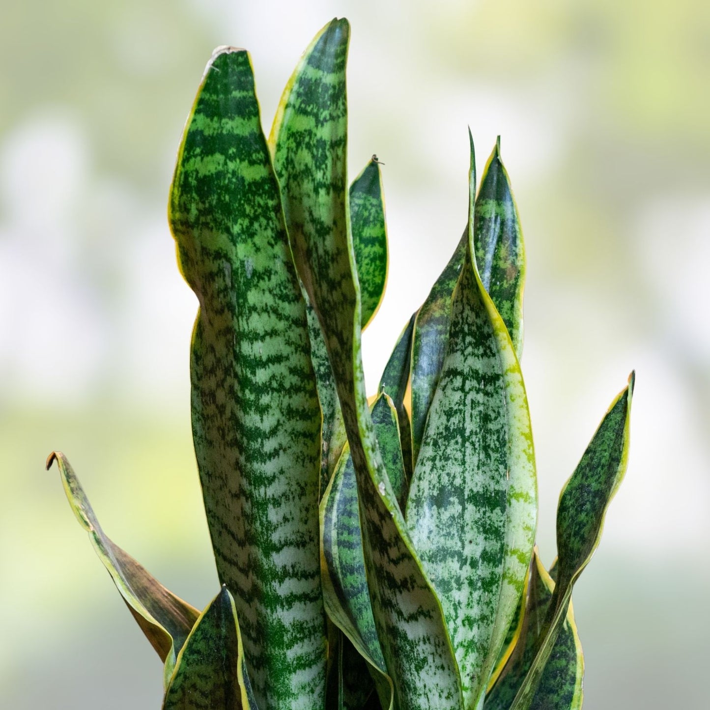 Sansevieria Lancia Cuttings - Rare Indoor Snake Plant Trimmings for Propagation - Sansevieria trifasciata