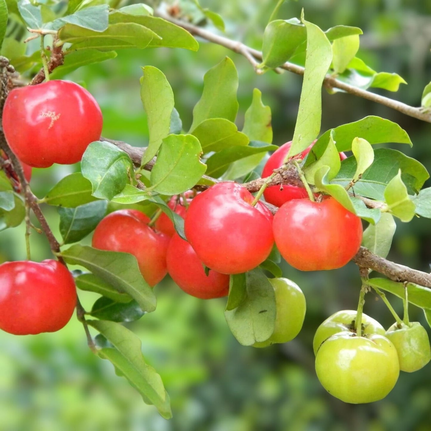 Barbados Cherry Seeds 10 Pack - Malpighia Emarginata - Tropical Fruit Seeds for Gardening and Planting