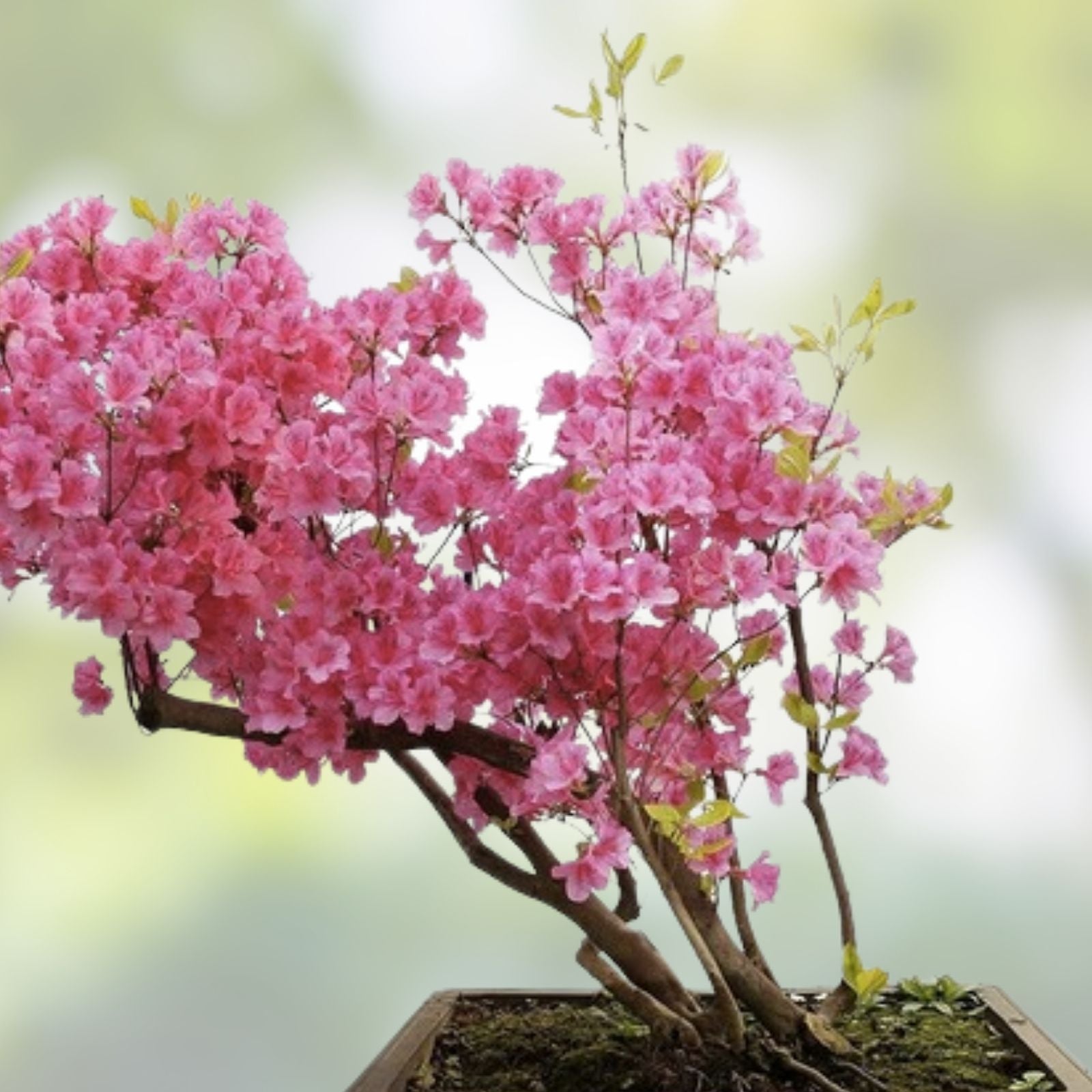 Rhododendron Starter Plant Florence Parks Well Rooted Rare Variety for Gardens and Landscapes