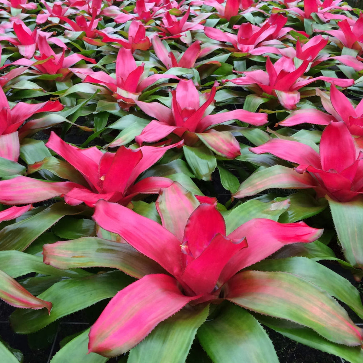 Neoregelia Plant 6" Pot Green Apples Variety - Tropical Bromeliad (Neoregelia) for Indoor Gardening and Home Decor