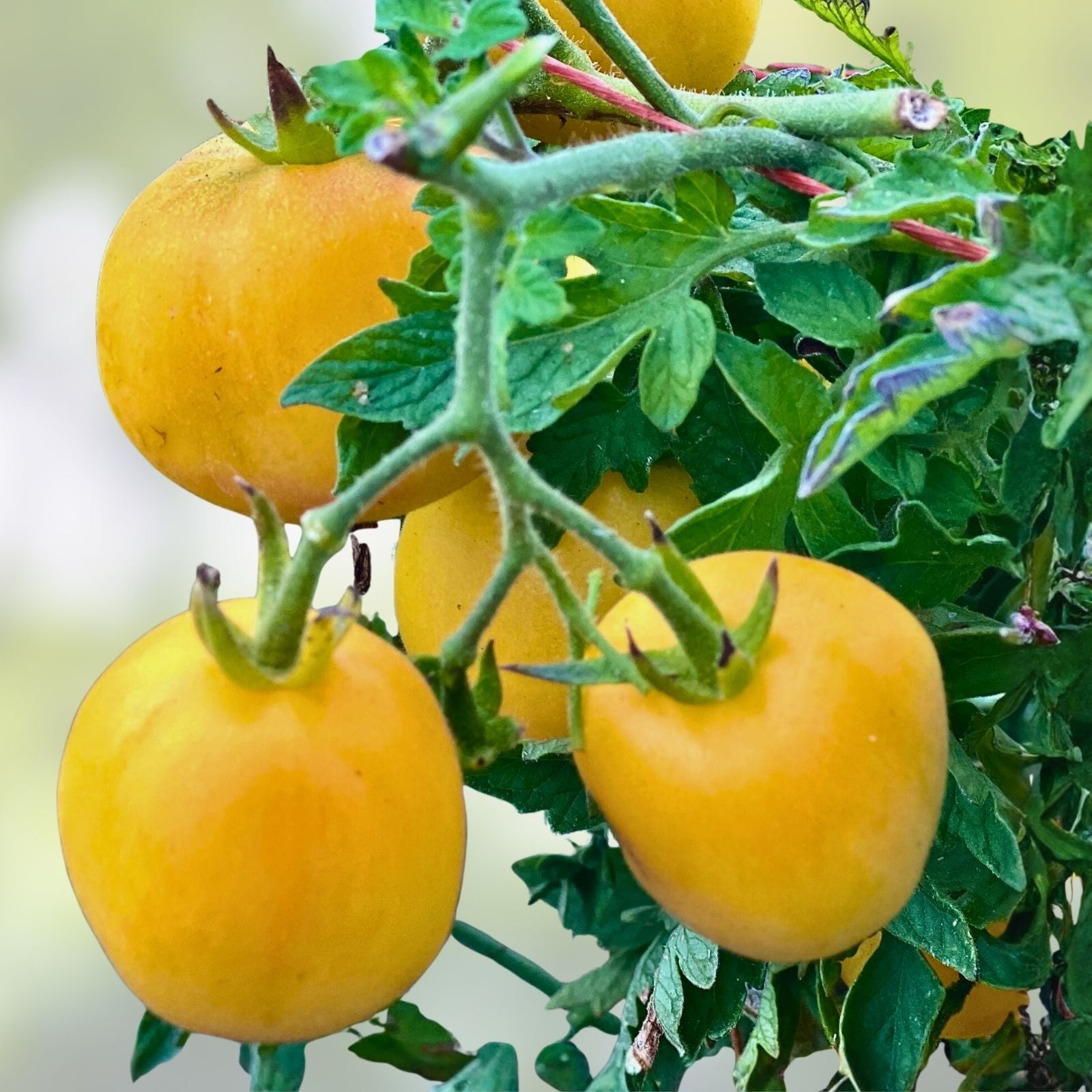 Heirloom Tomato Seeds Collection - 4 Varieties - Non-GMO Organic Open-Pollinated for Home Garden Cultivation