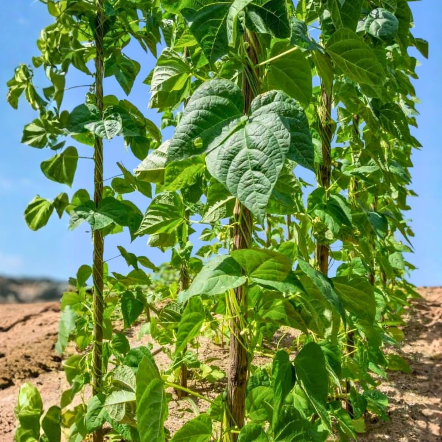 Stringless Bush Beans Seeds 2oz Blue Lake 274 Non-GMO, Fast Maturing 57 Days, High Yielding Garden Variety