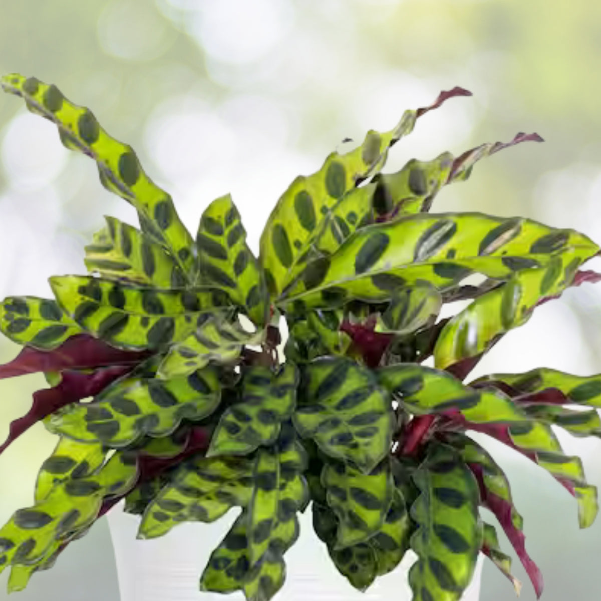 Calathea Rattlesnake Plant 6" Pot - Pet Safe Indoor Houseplant, Low Light Tolerant, Striking Foliage, Calathea lancifolia