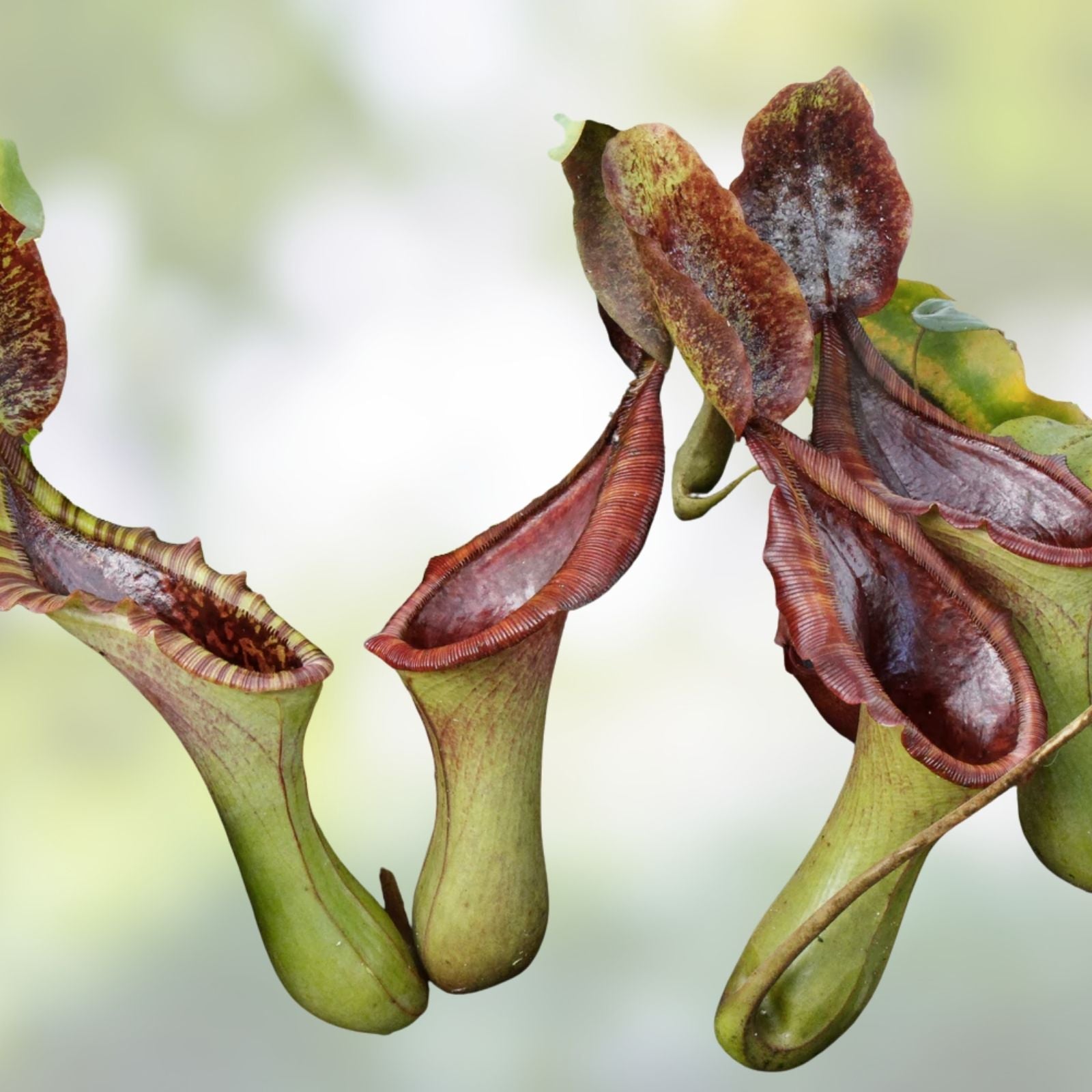 Nepenthes Lowii x Truncata XL Rooted Cutting Pitcher Plant for Carnivorous Plant Enthusiasts