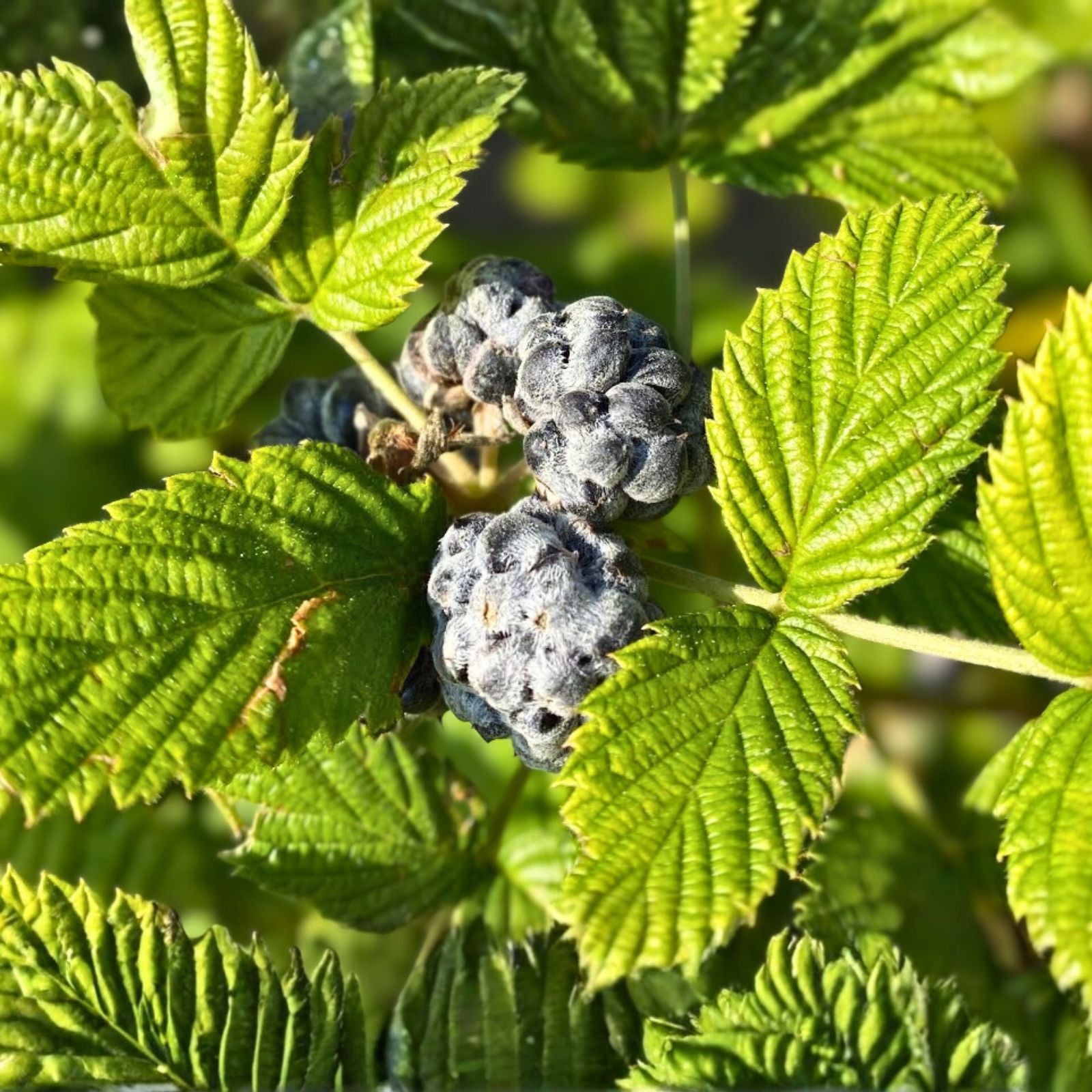 Black Raspberry Plant Starter - 3 Bare Roots - Mysore Rubus Niveus - Edible Fruit for USDA Zones 9-11 - Year-Round Production