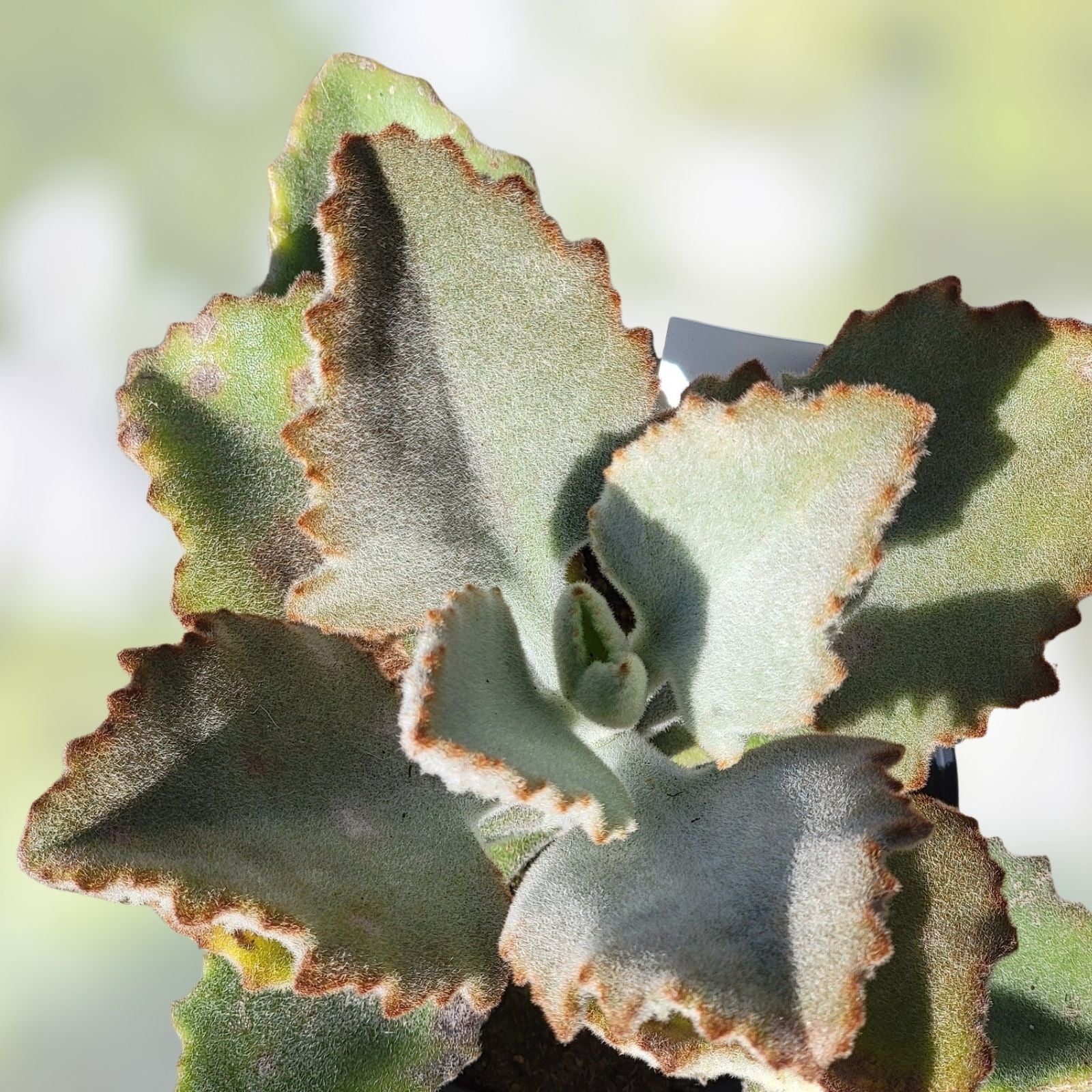 Kalanchoe Cutting Fang | Kalanchoe beharensis Succulent Plant | No Roots | Easy Propagation Plant Cutting