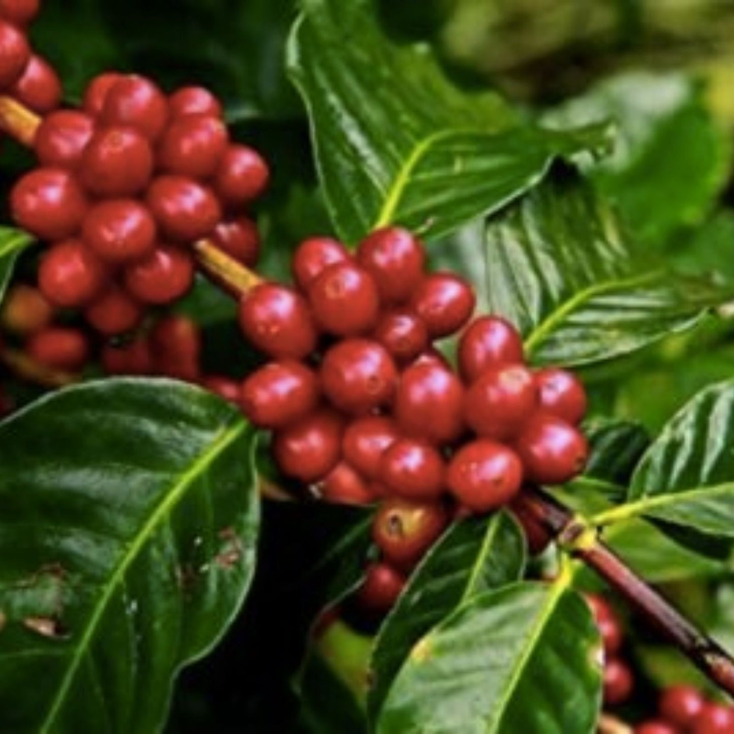 Arabica Coffee Bonsai Tree Seeds - 5 Pack for Indoor Gardening - Coffea arabica - Exotic Plant Seeds