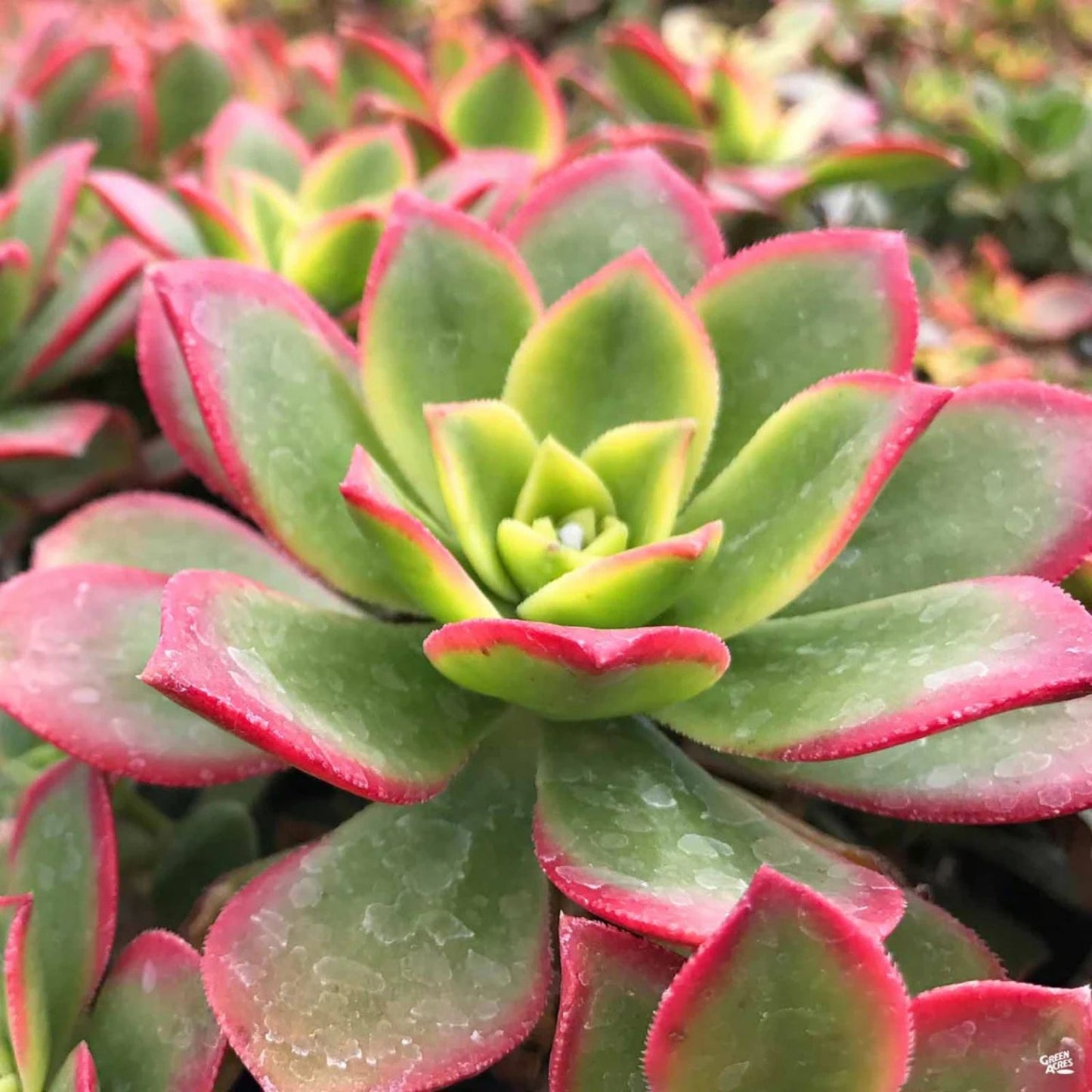 Aeonium Kiwi Variegated Succulent Cuttings - Green and Pink Variegation - Indoor Gardening Plant - Aeonium arboreum 'Kiwi'