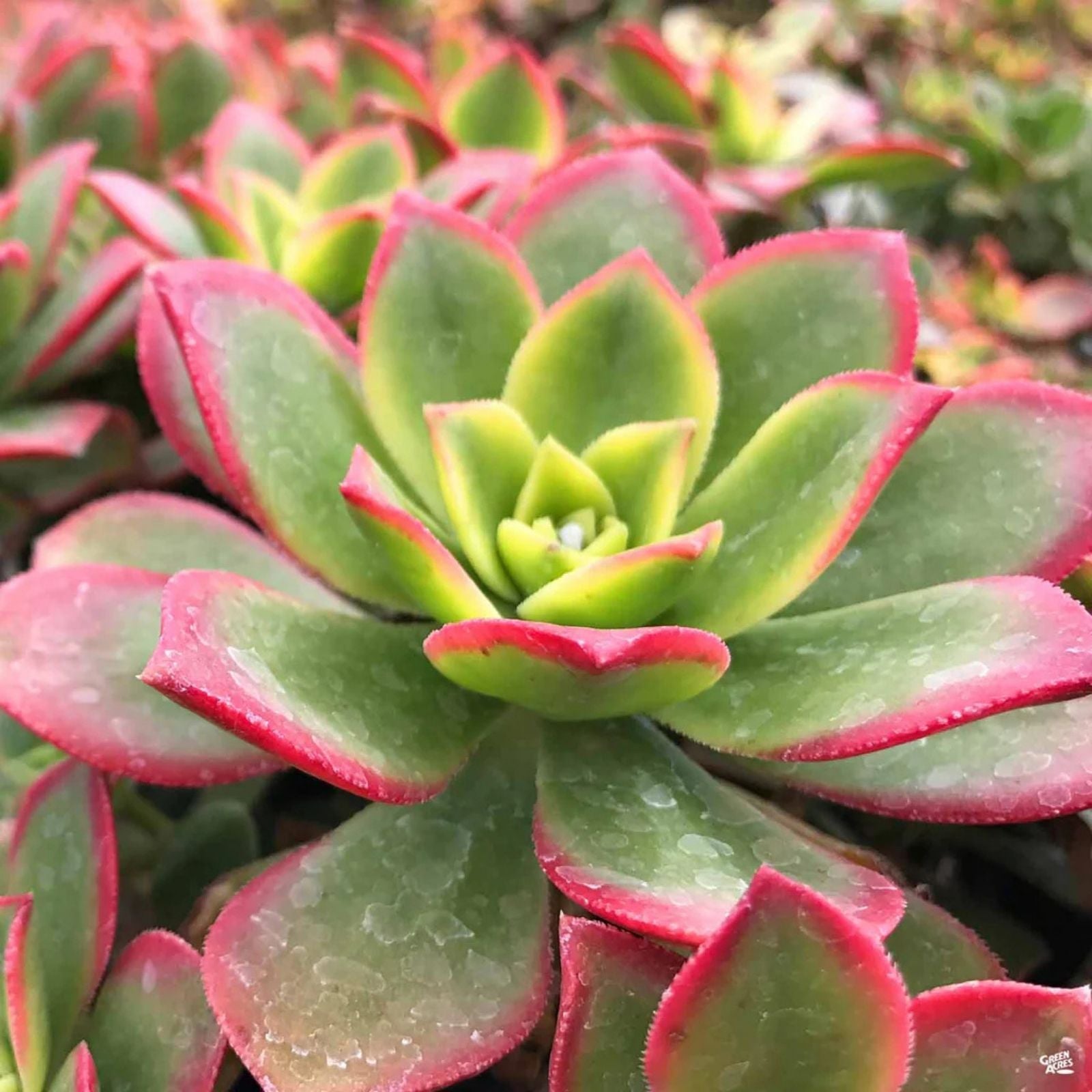 Aeonium Kiwi Variegated Succulent Cuttings - Green and Pink Variegation - Indoor Gardening Plant - Aeonium arboreum 'Kiwi'