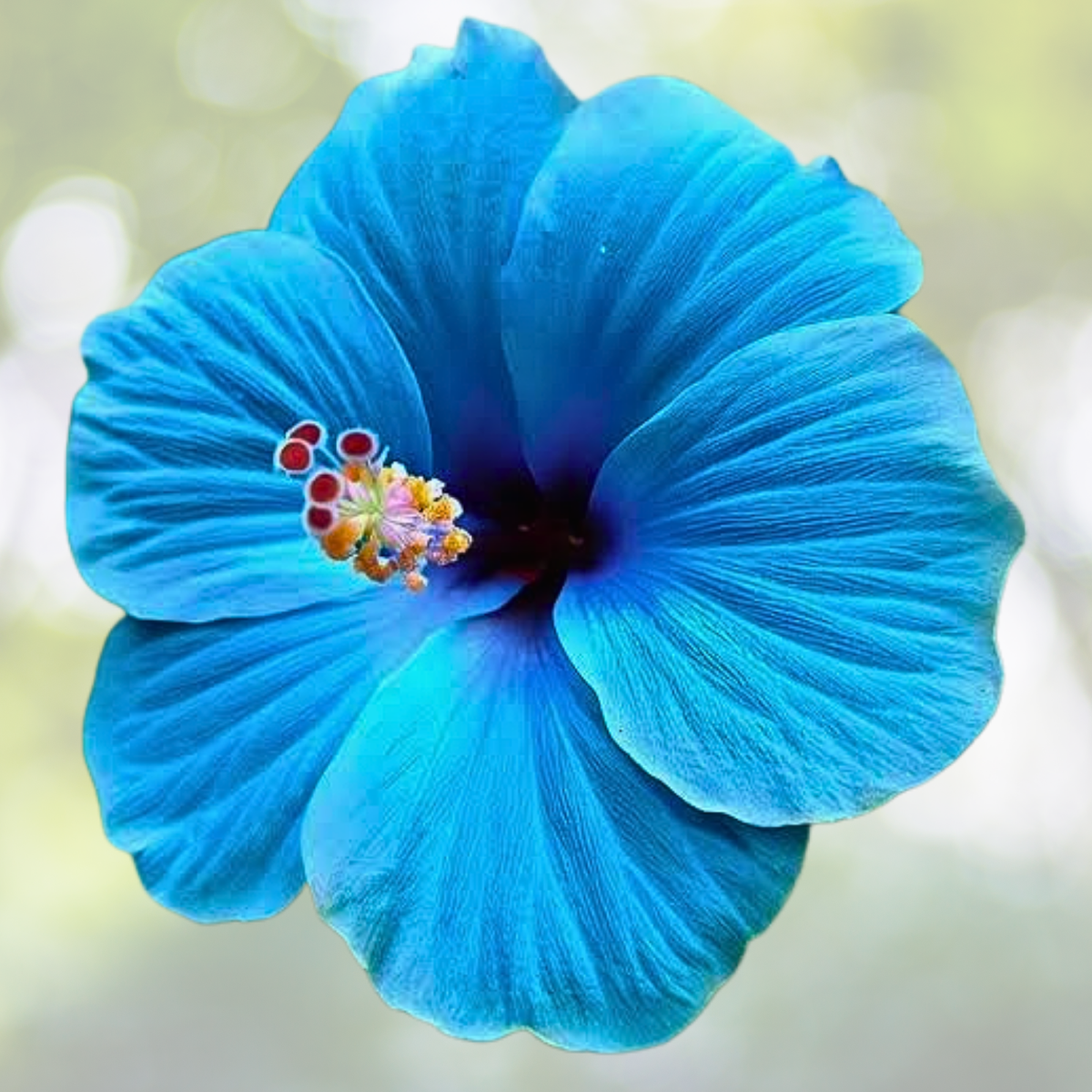Blue Hibiscus Seeds - 30pcs Rare Non-GMO Heirloom Variety - Hibiscus syriacus