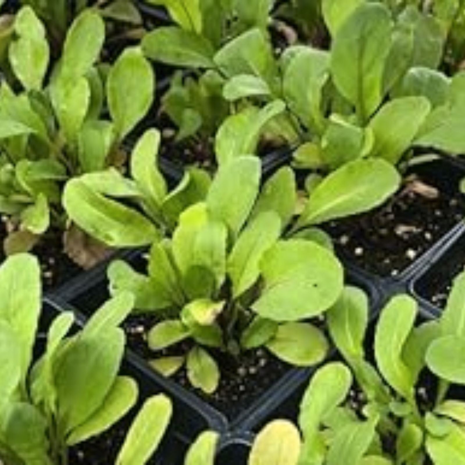 Arugula Seeds for Planting, 50 Count, Fast Growing, High Yield – Eruca vesicaria, Leafy Greens, Organic Vegetable Seeds