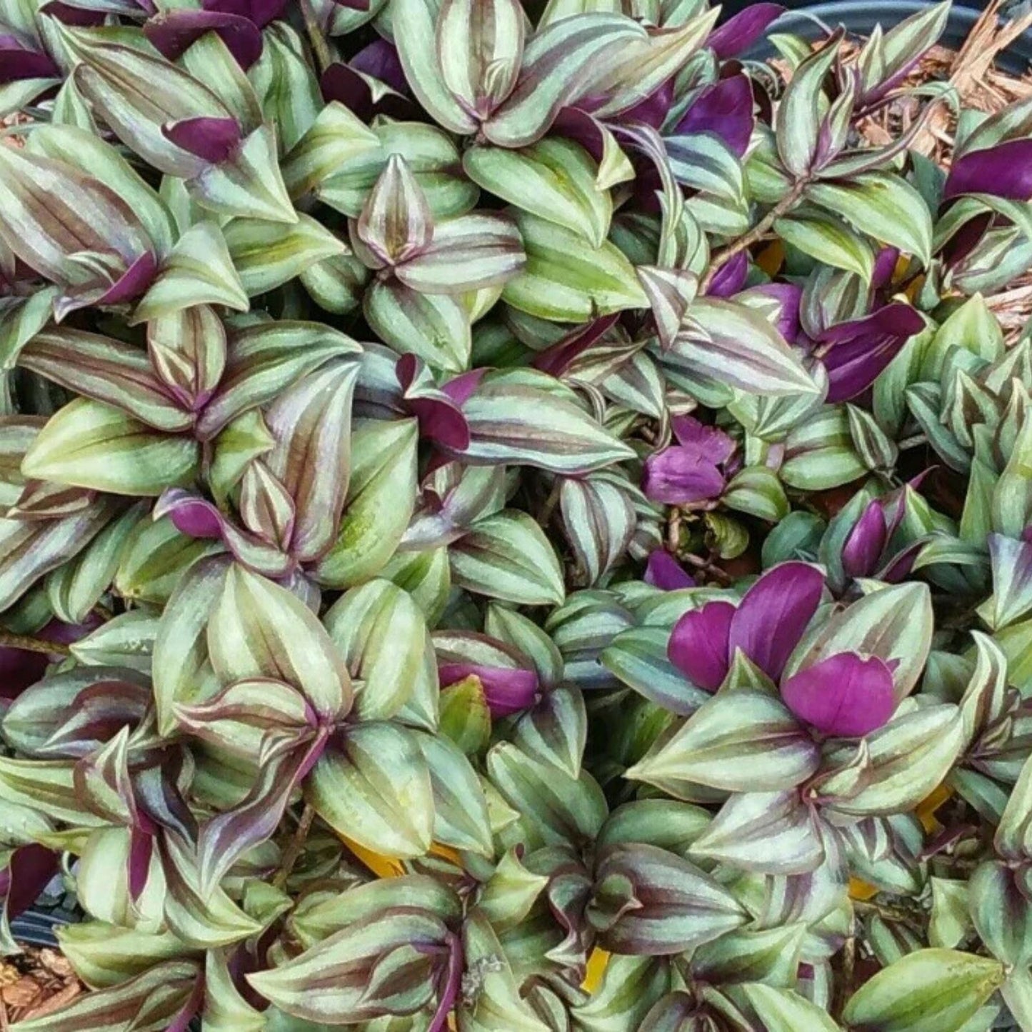 Succulent Cuttings Pack with Ghost Plant & Darley Sunshine 8 Fresh Cuttings + Bonus + Loose Leaves for Propagation